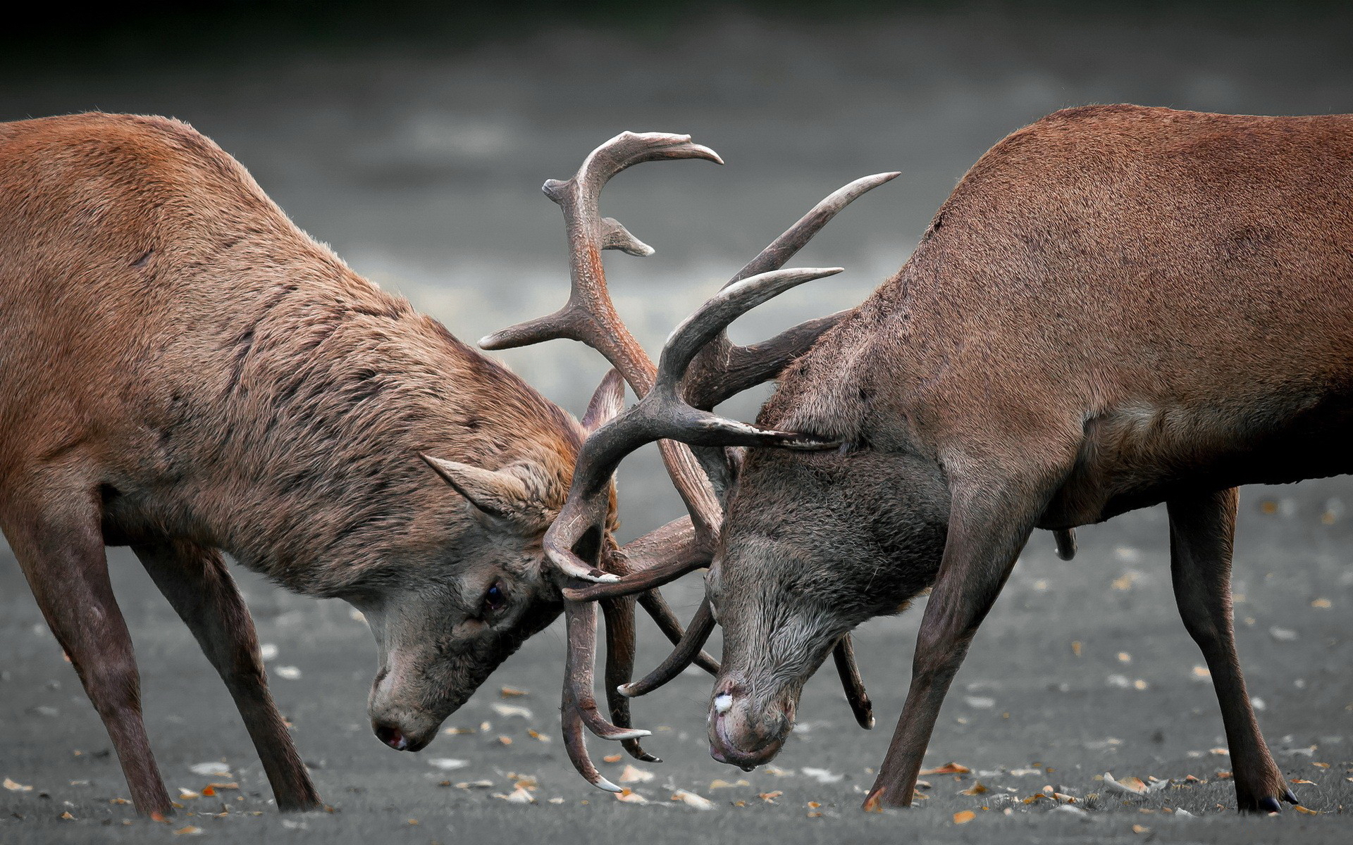 Elk Desktop Wallpapers