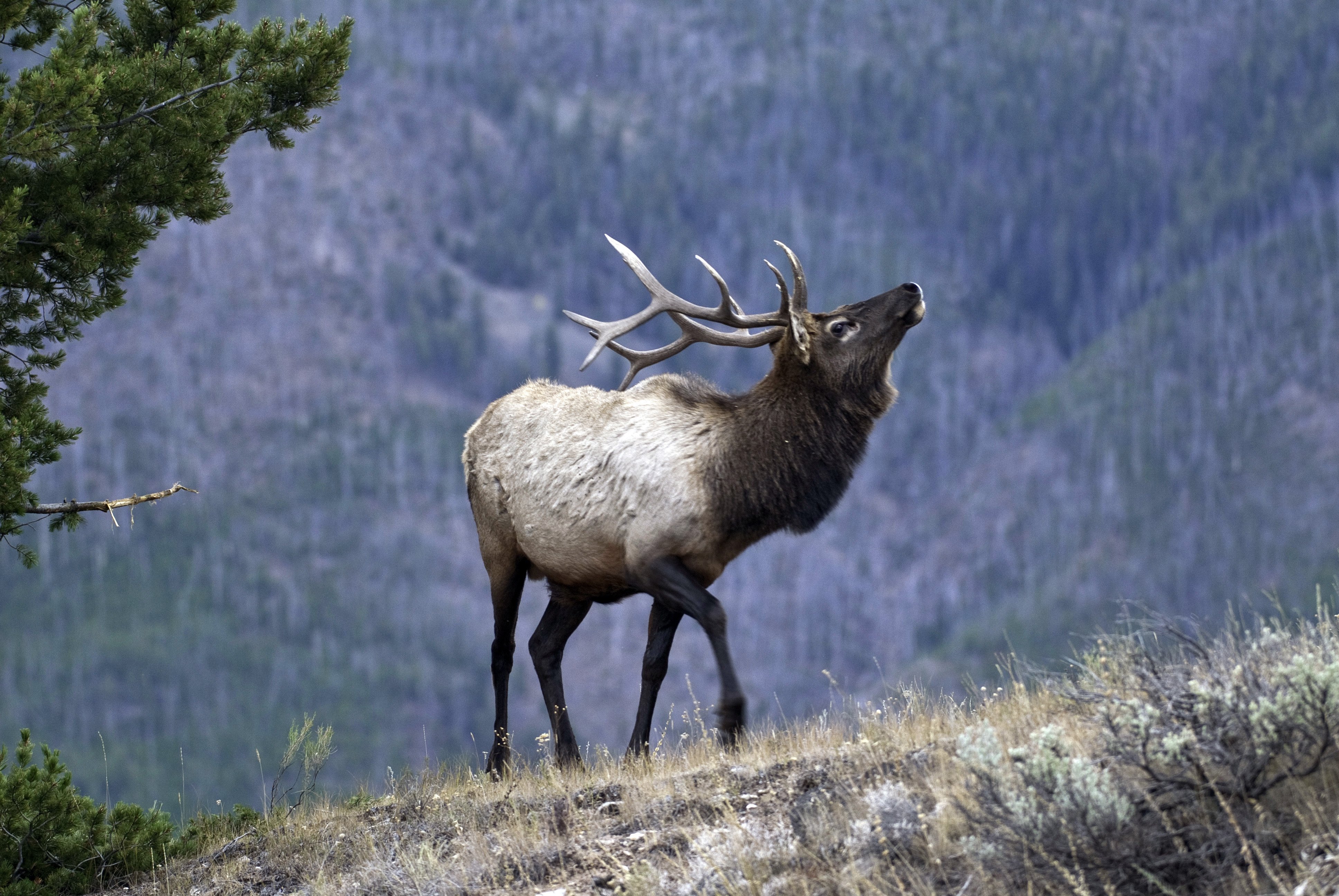 Elk Desktop Wallpapers