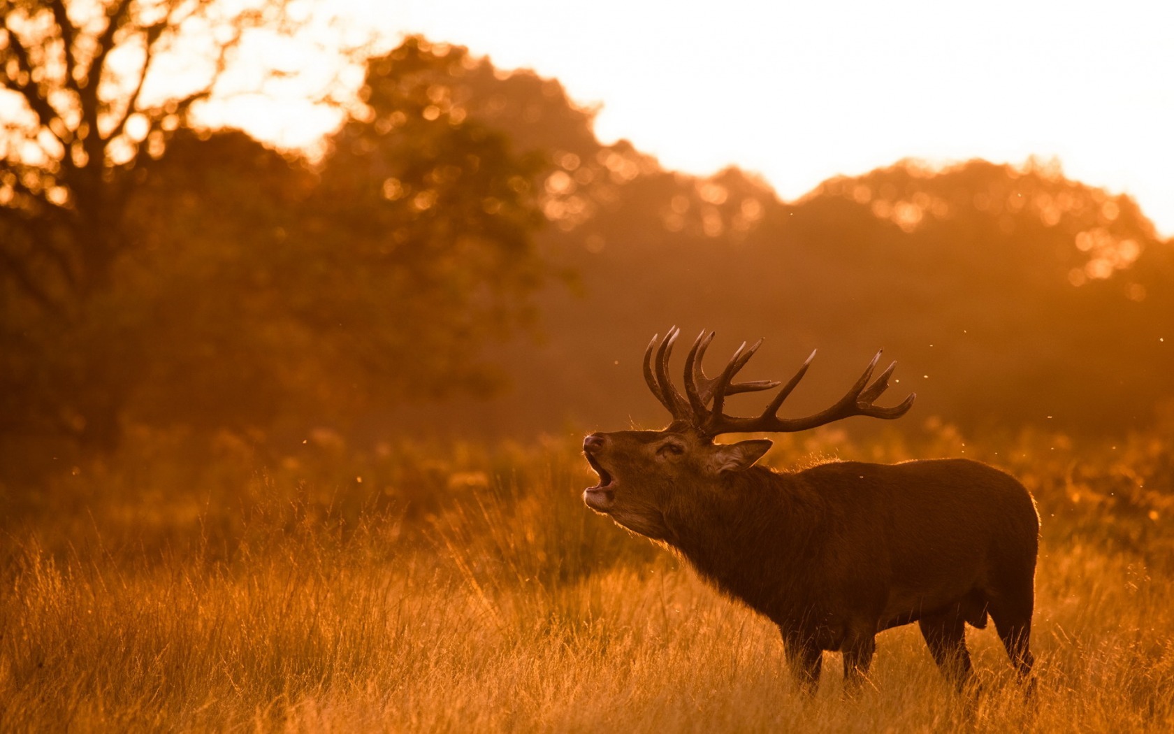 Elk Desktop Wallpapers