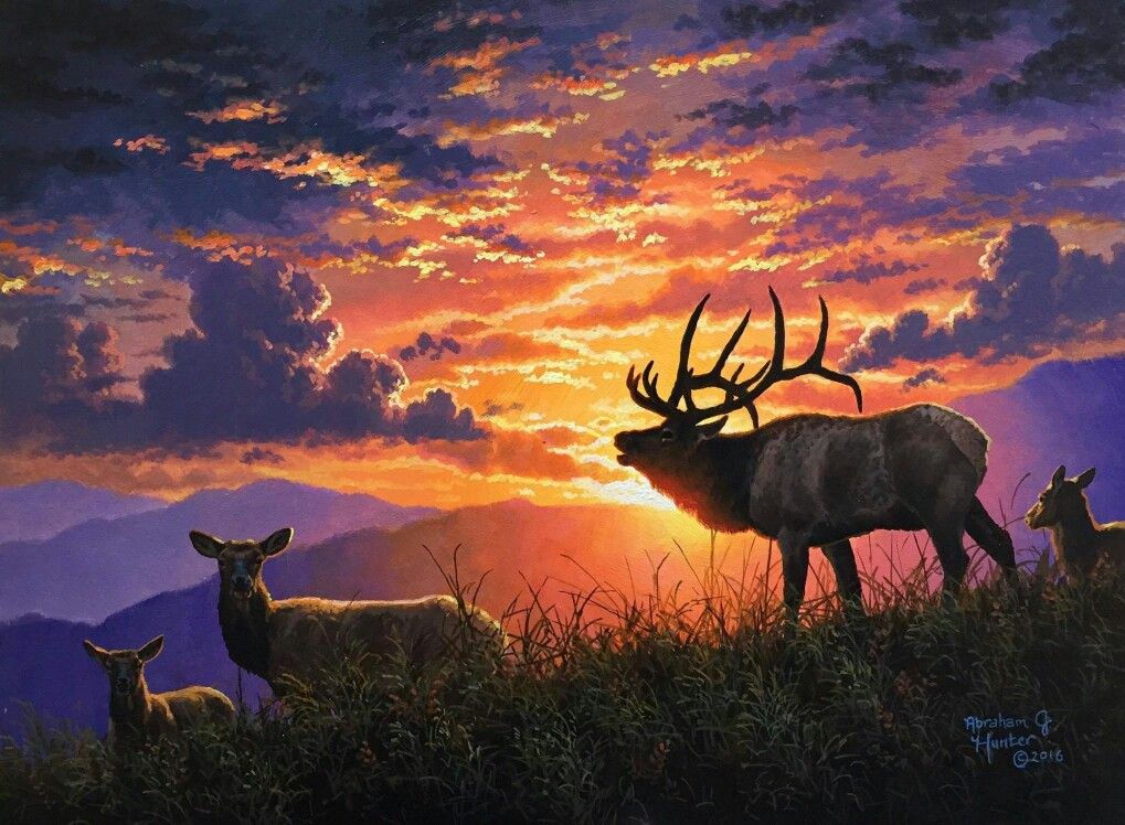 Elk Sunset Wallpapers