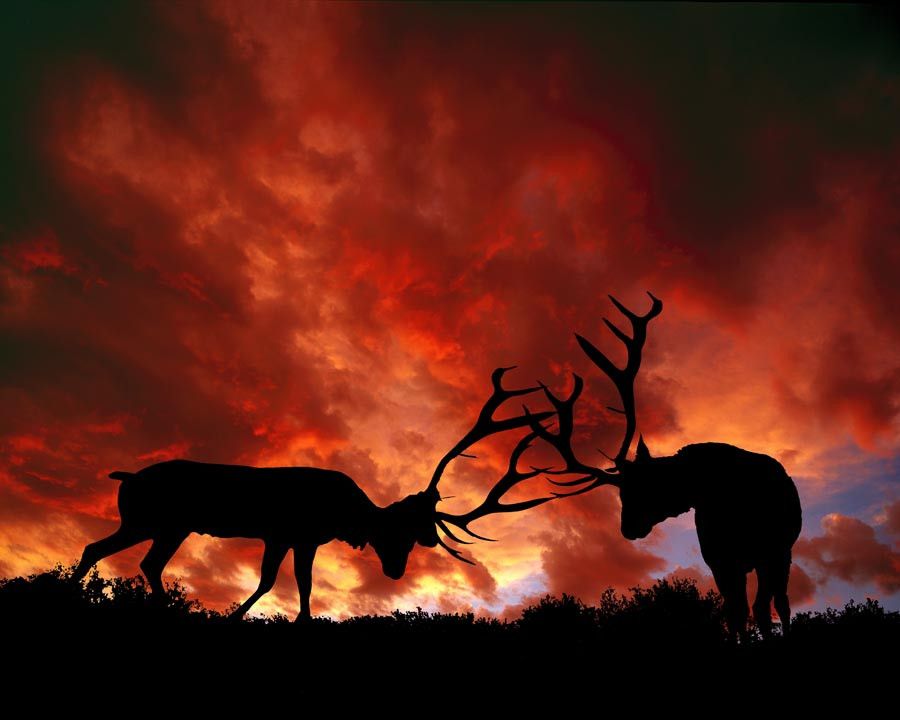 Elk Sunset Wallpapers