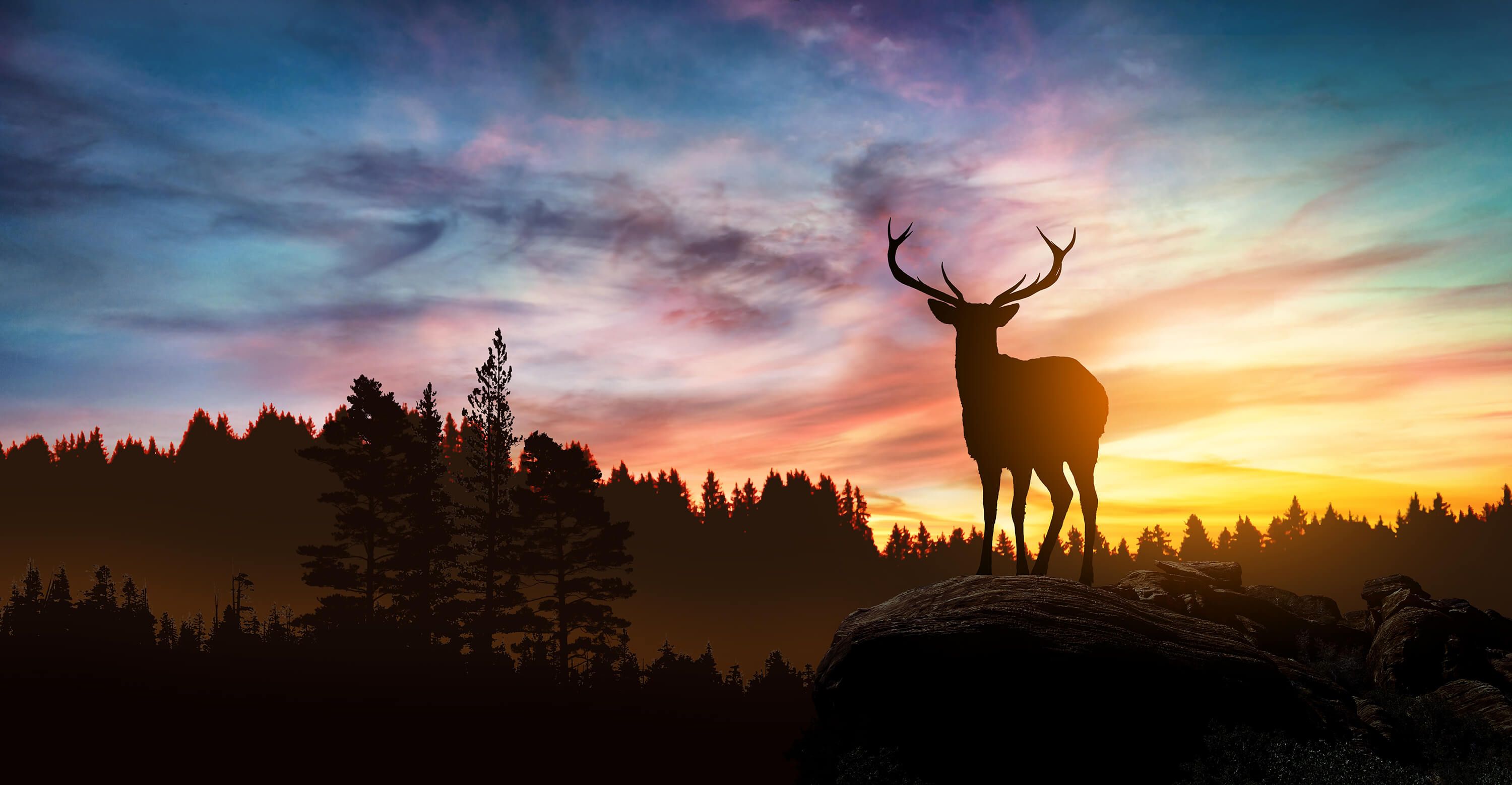 Elk Sunset Wallpapers