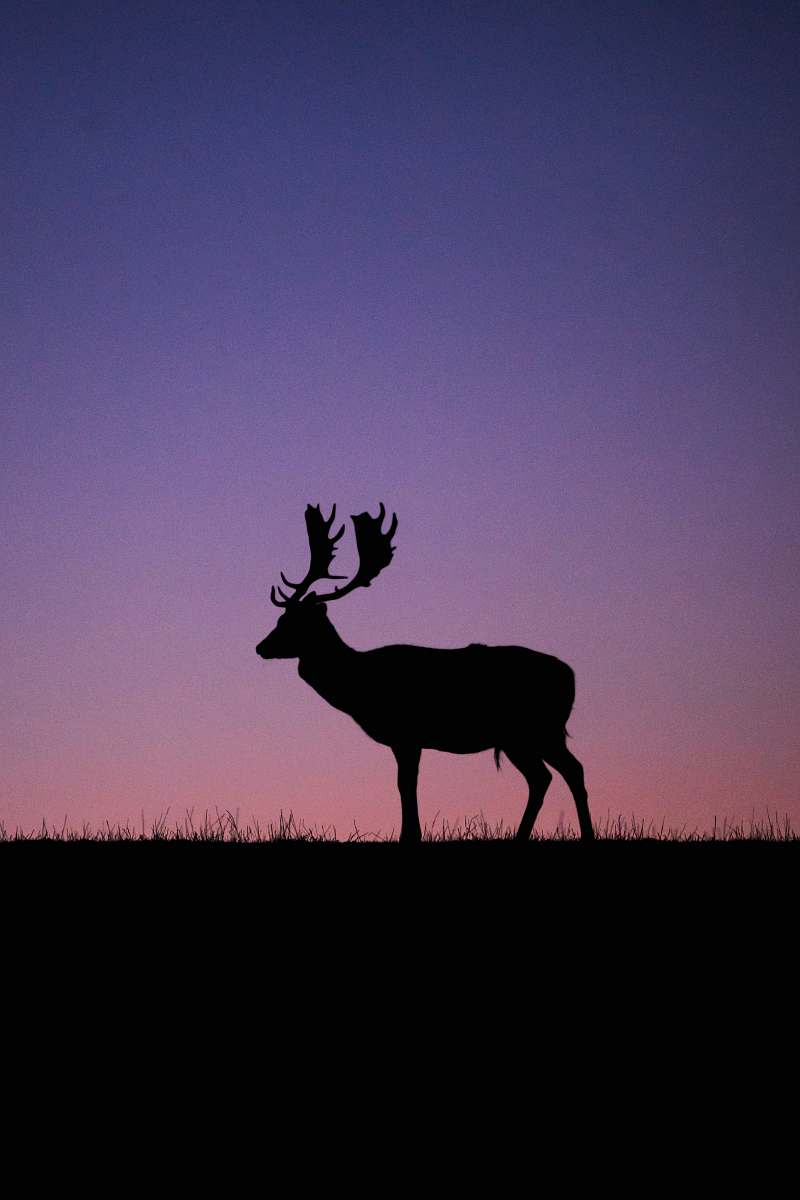 Elk Sunset Wallpapers