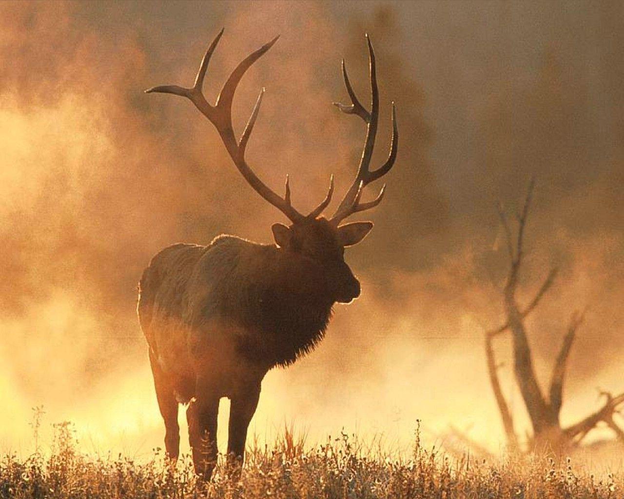 Elk For Android Wallpapers