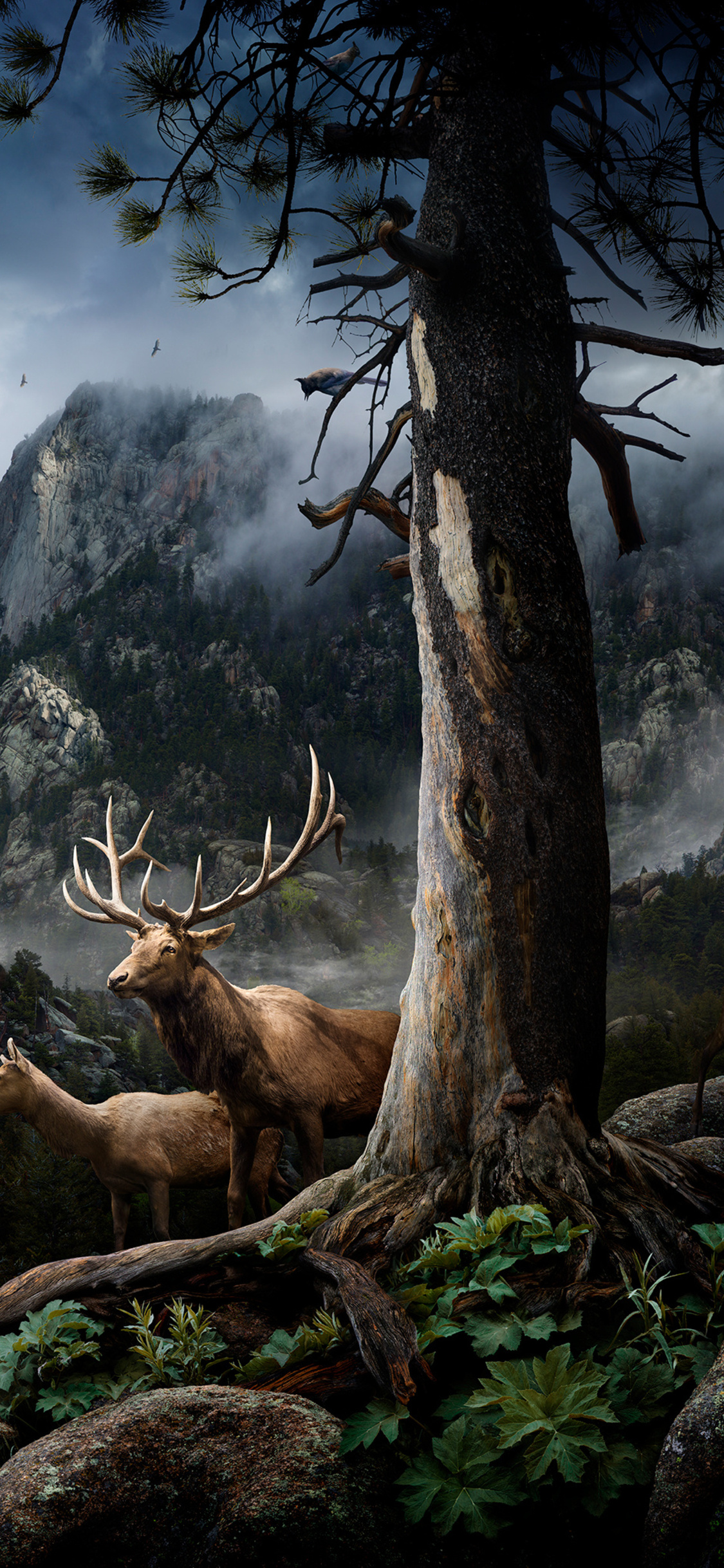 Elk For Android Wallpapers