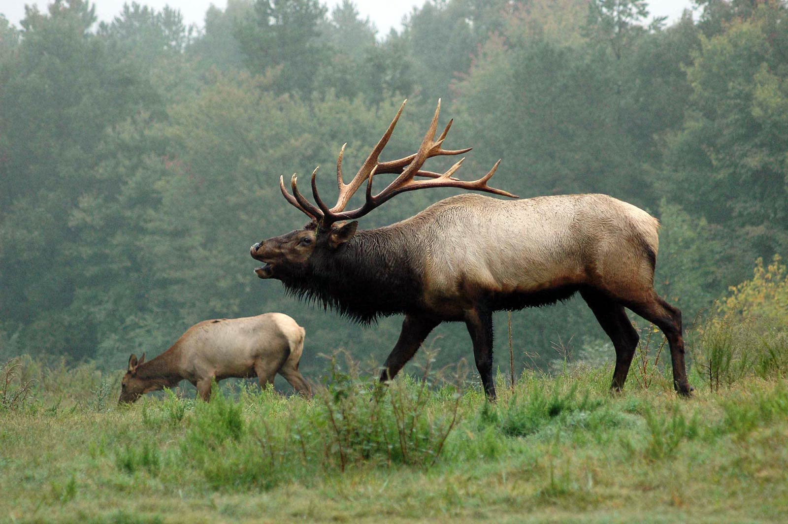 Elk For Android Wallpapers