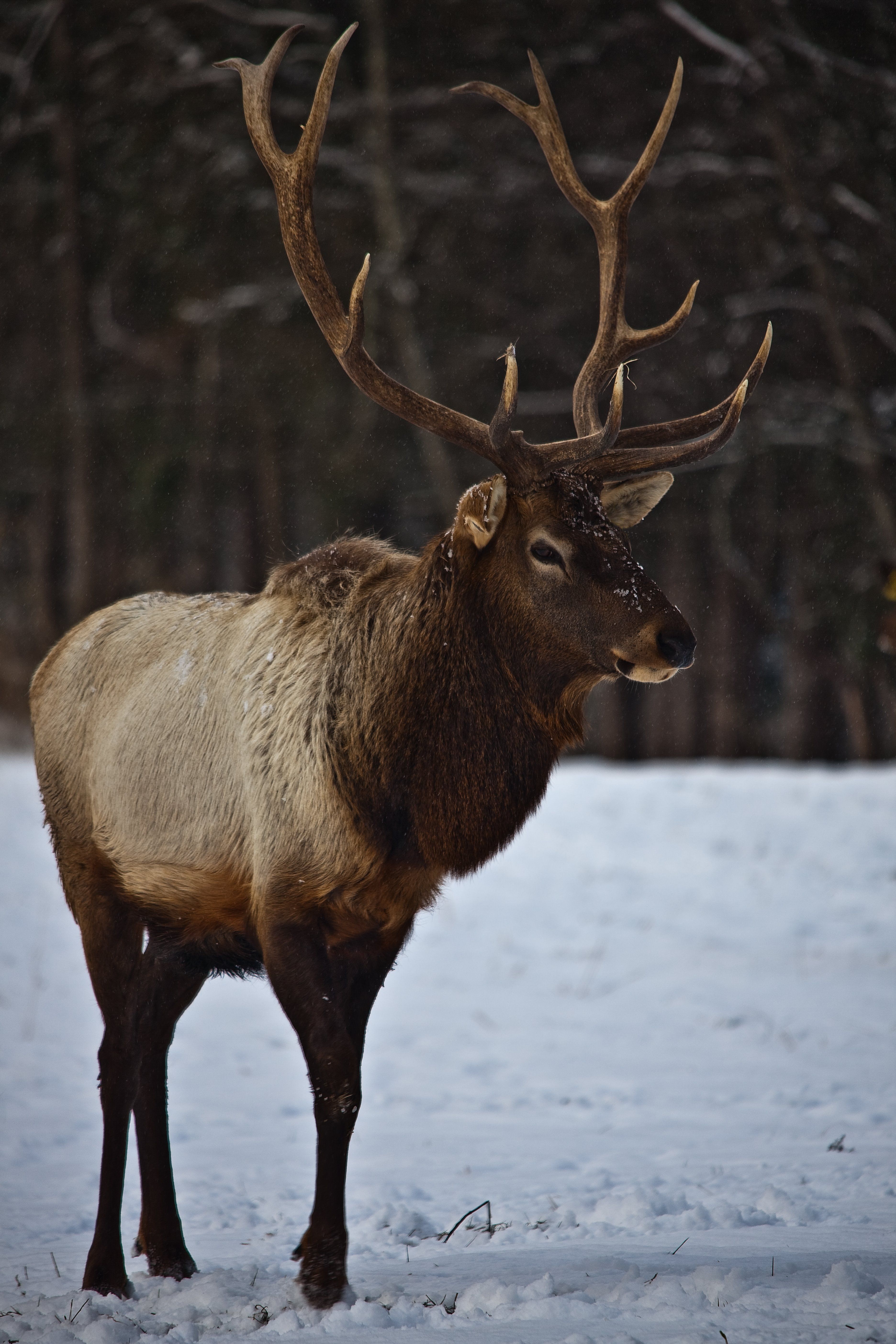 Elk For Android Wallpapers