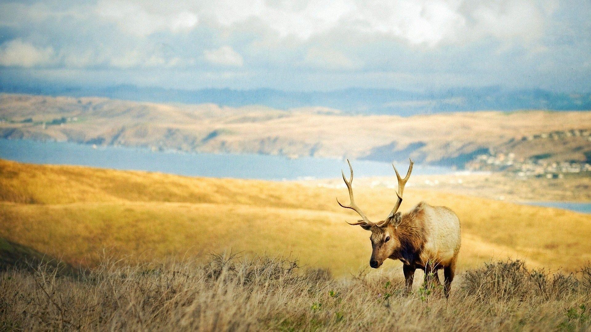 Elk For Android Wallpapers