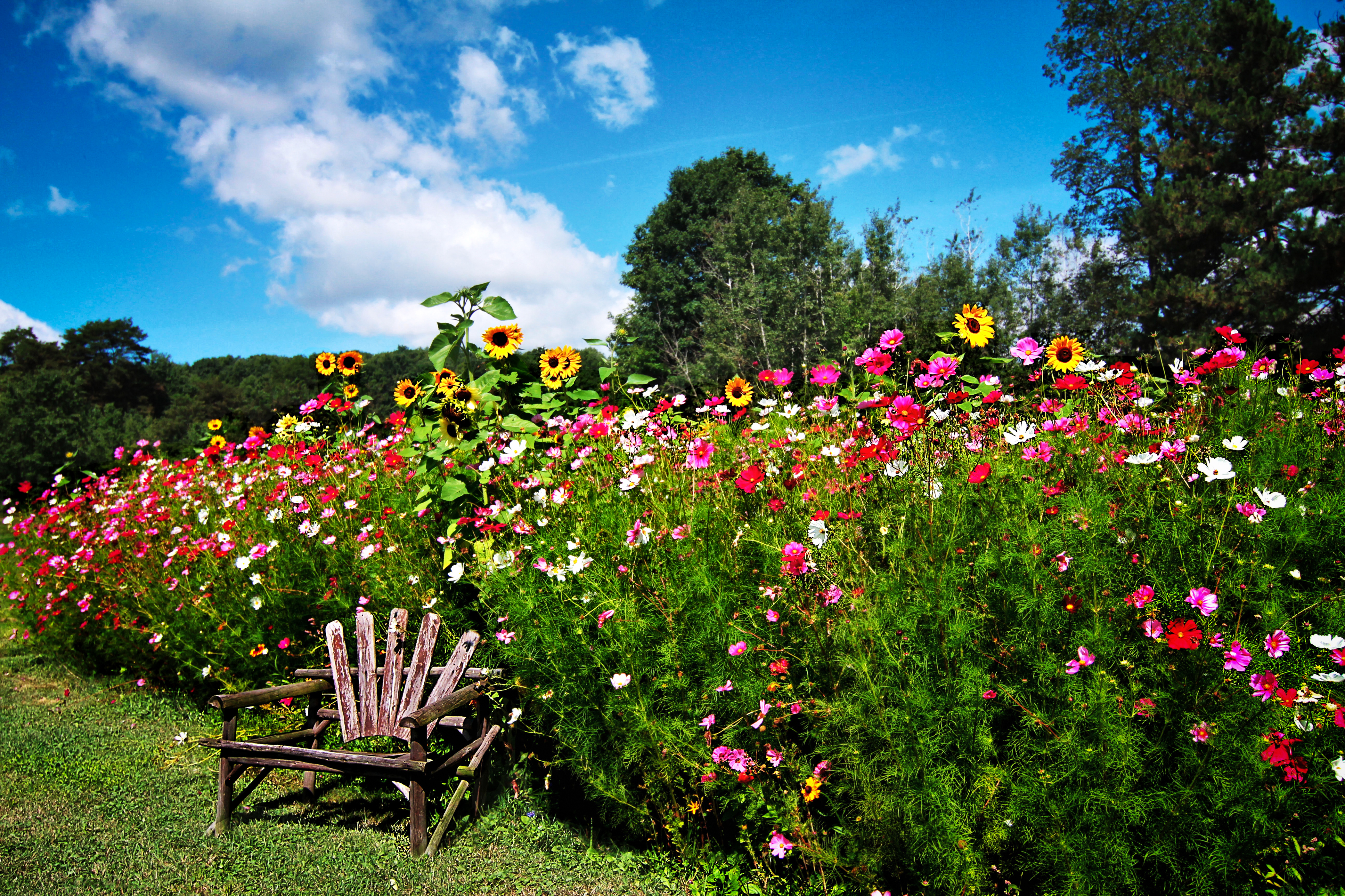 English Garden Wallpapers