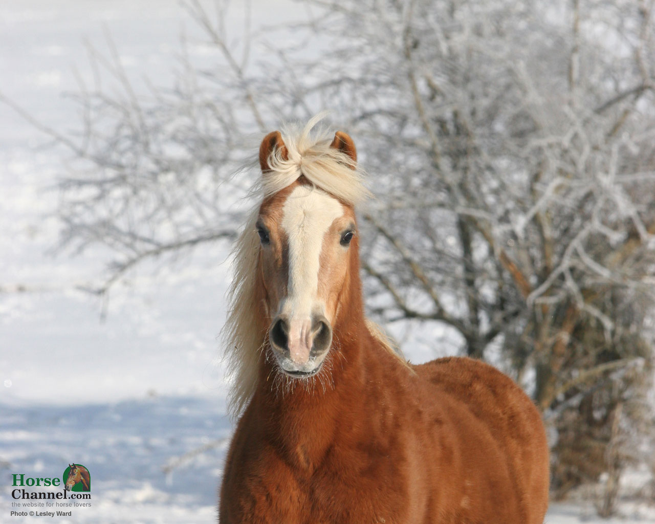 Equestrian Wallpapers