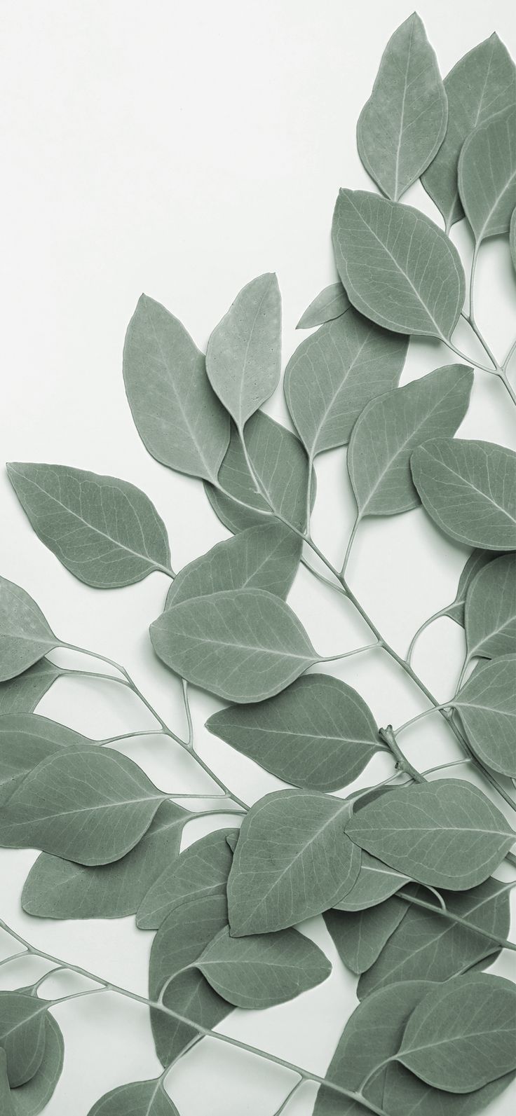 Eucalyptus Iphone Wallpapers