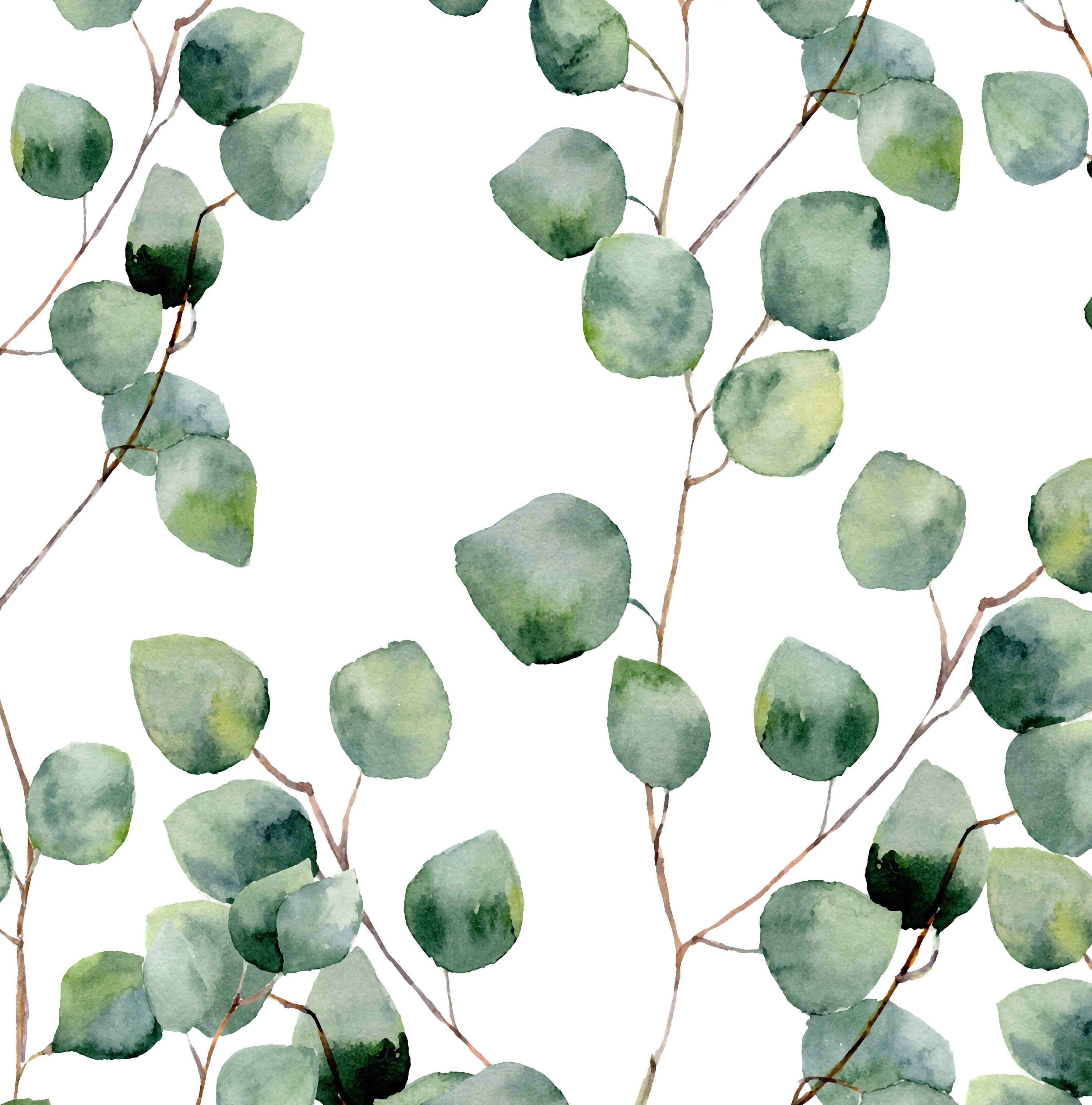 Eucalyptus Iphone Wallpapers