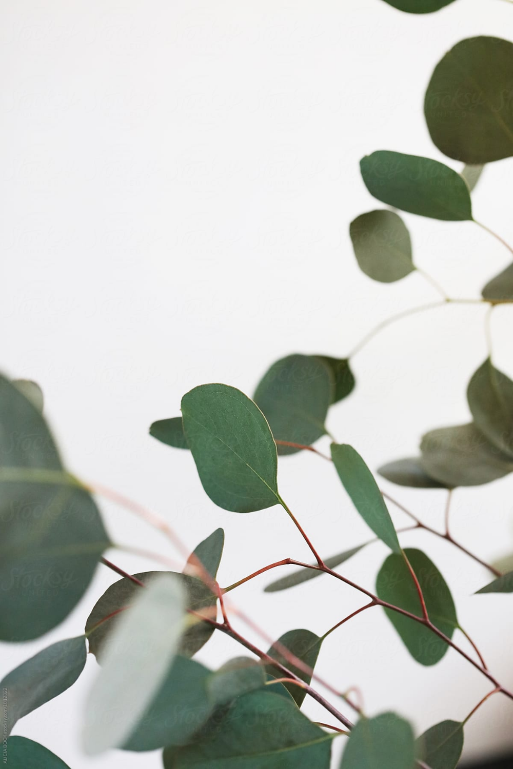 Eucalyptus Iphone Wallpapers