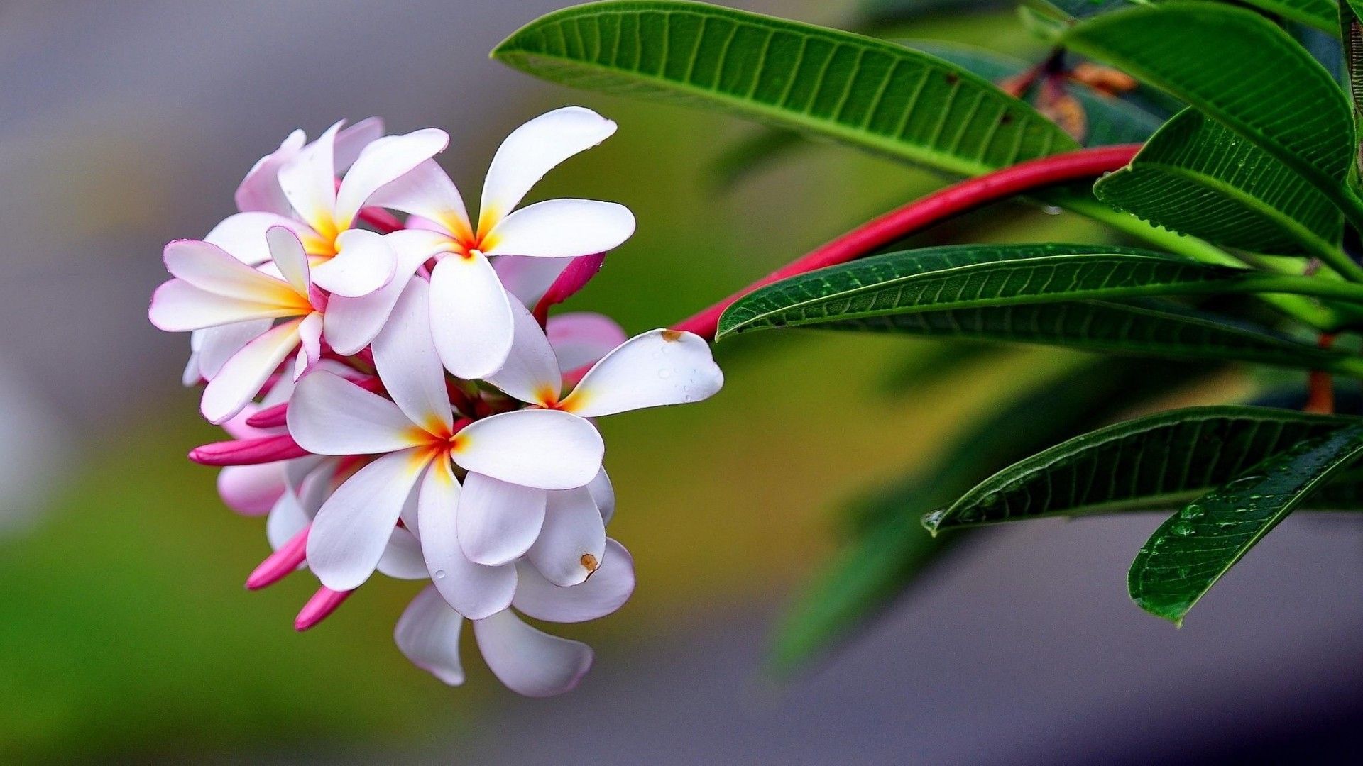 Exotic Flowers Images Wallpapers