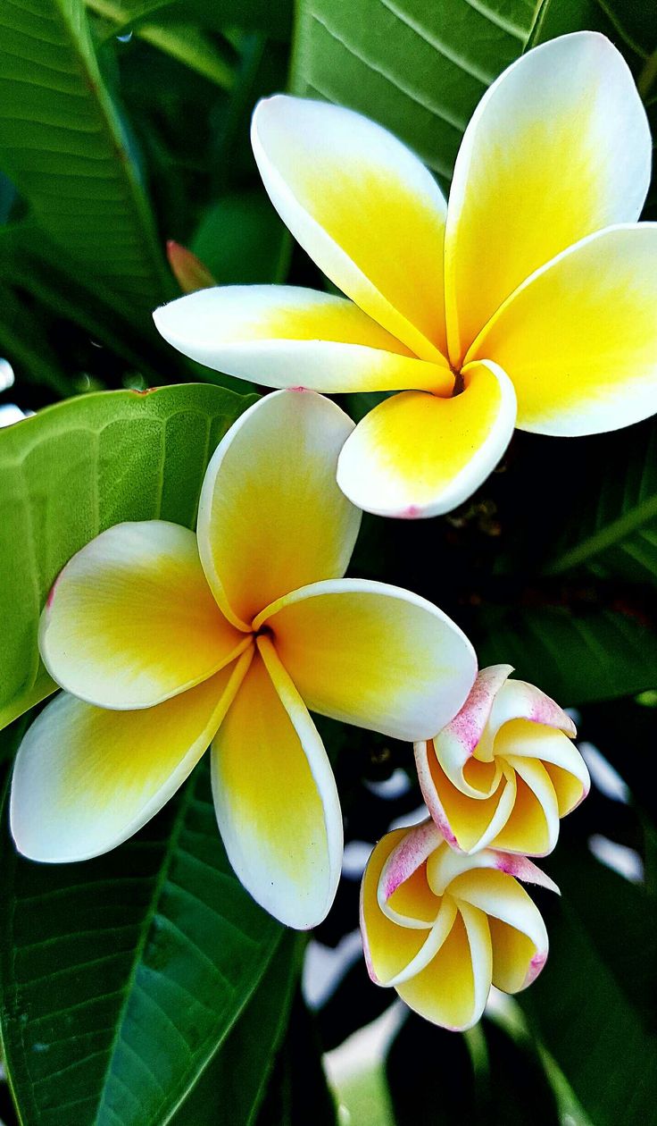 Exotic Flowers Wallpapers