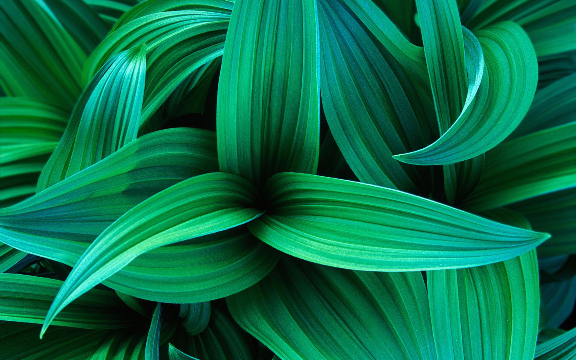 Exotic Green Wallpapers