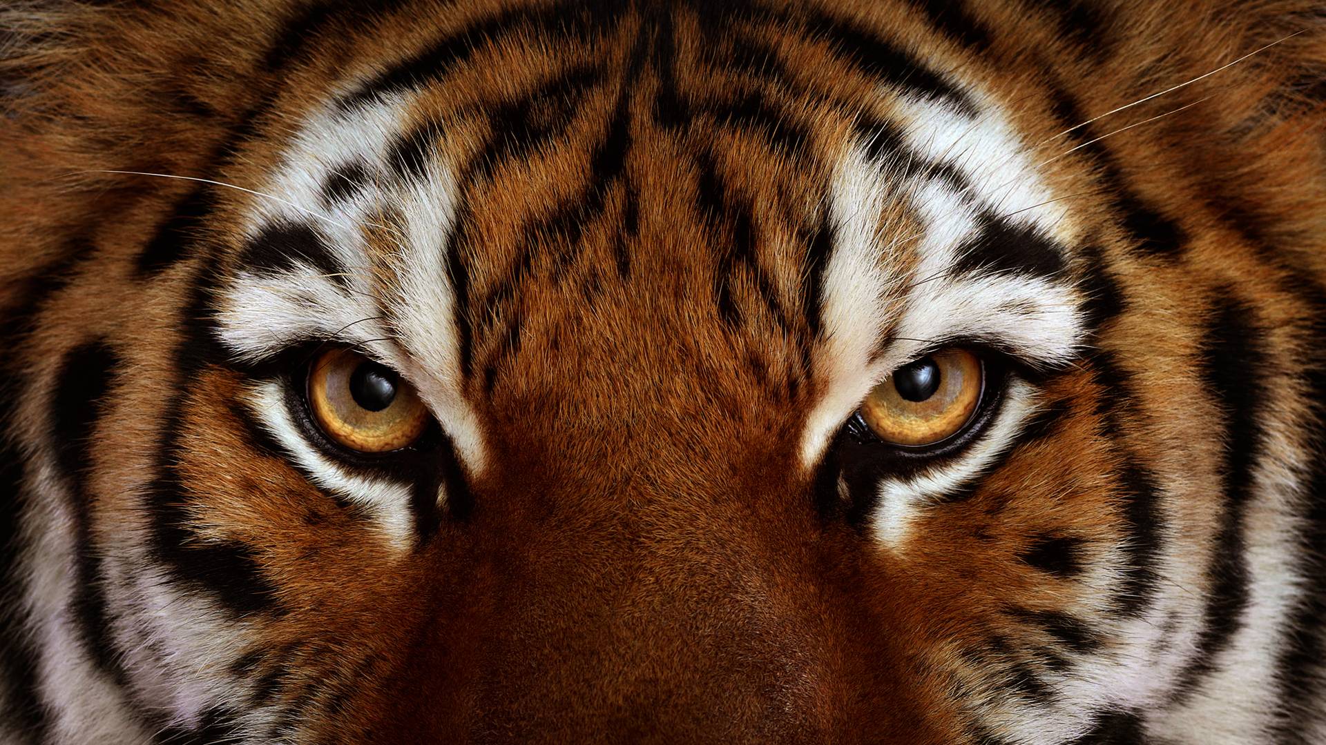 Eye Of The Tiger Wallpapers