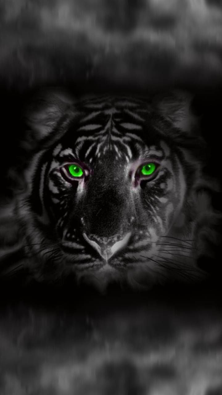 Eye Of The Tiger Wallpapers