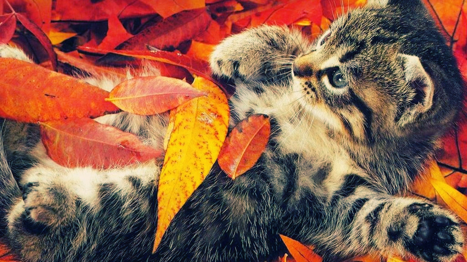 Fall Animal Wallpapers