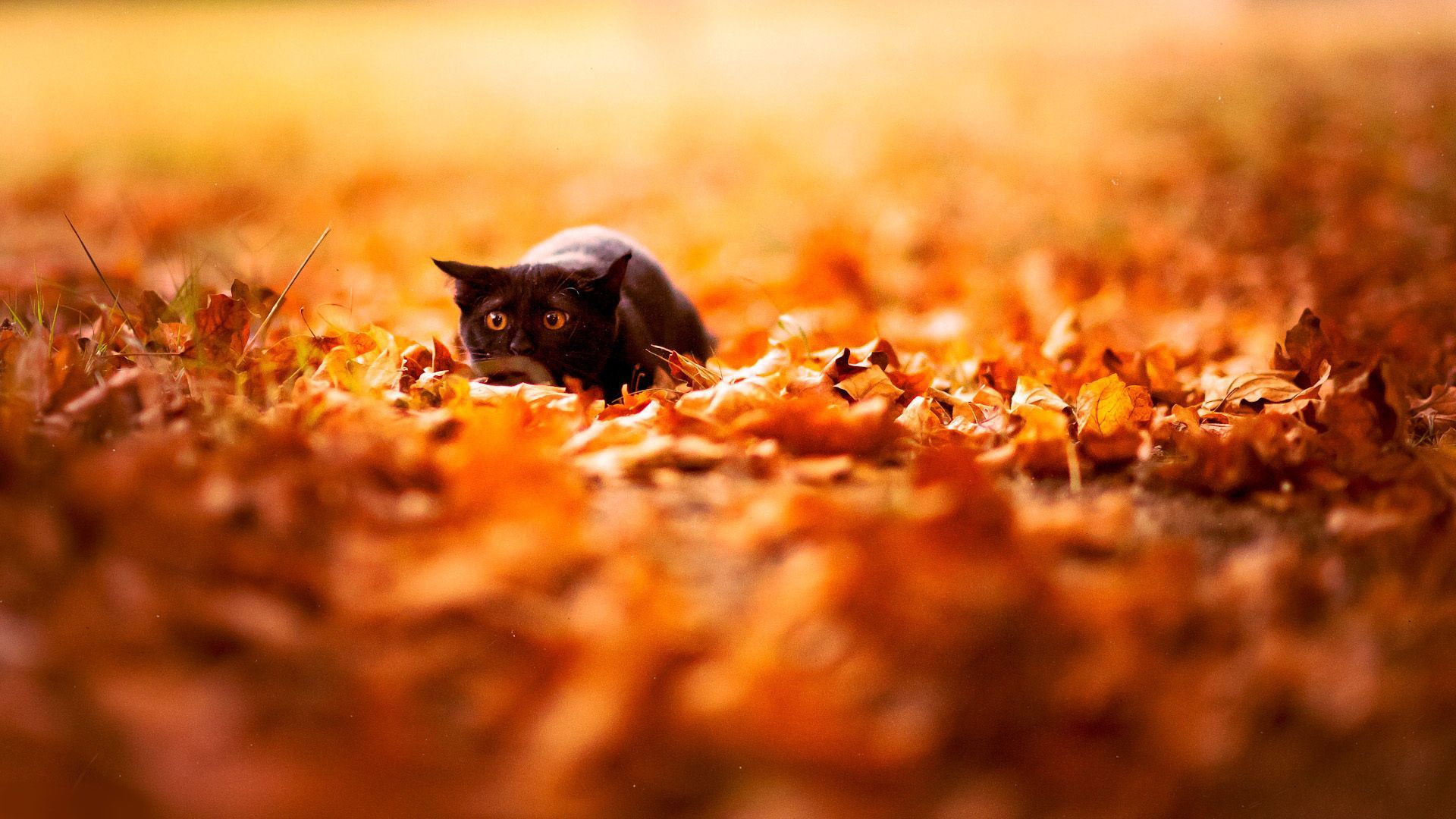 Fall Cat Wallpapers