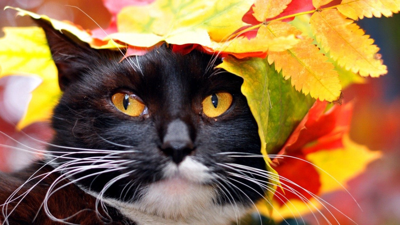 Fall Cat Wallpapers