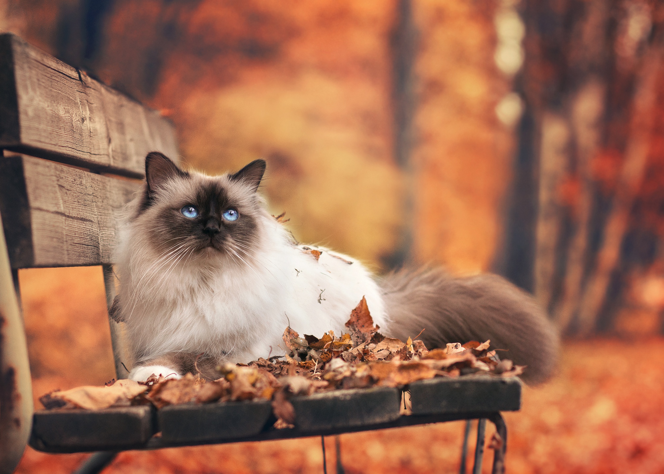 Fall Cat Wallpapers