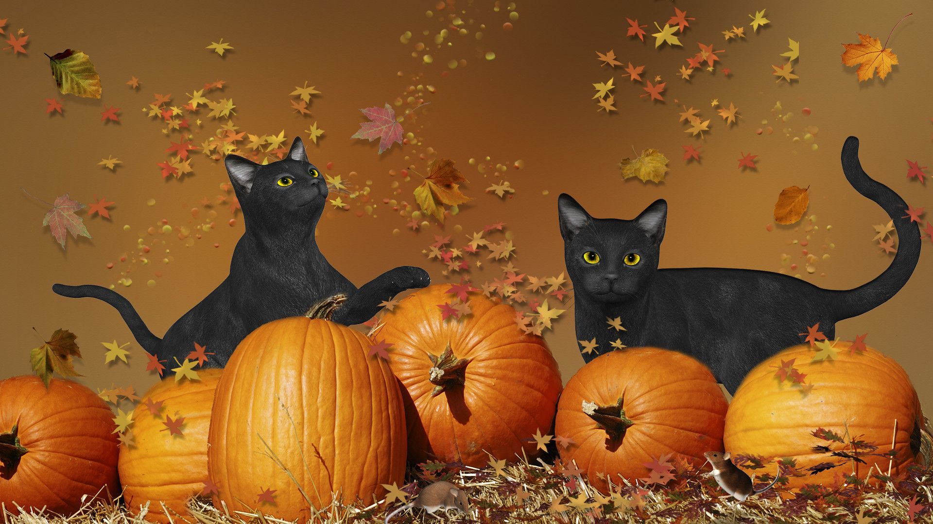 Fall Cat Wallpapers