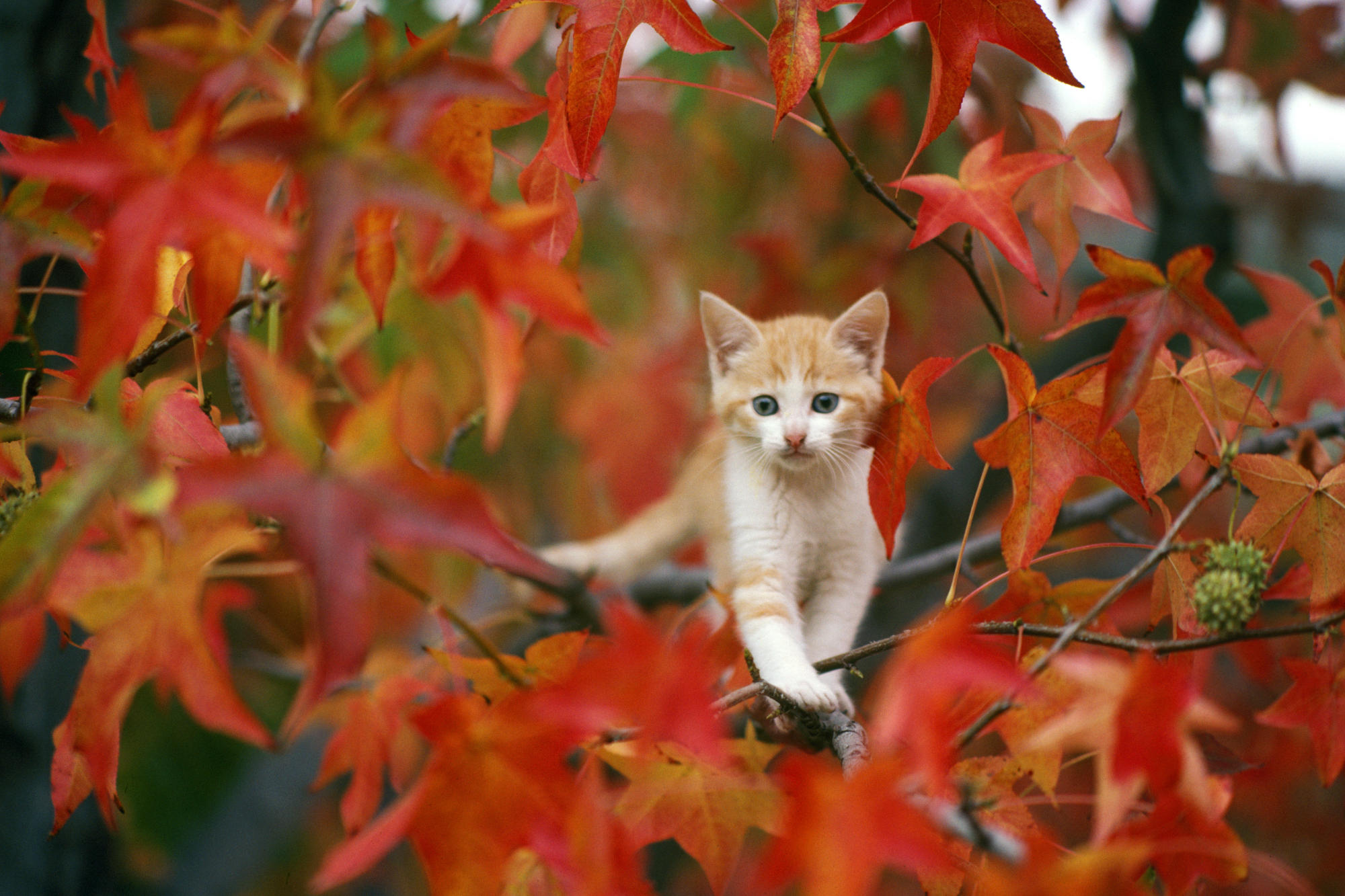 Fall Cat Wallpapers