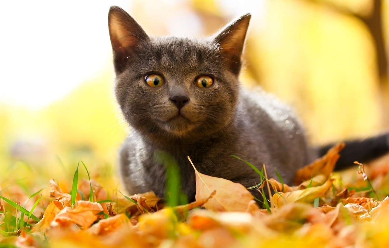 Fall Cat Wallpapers