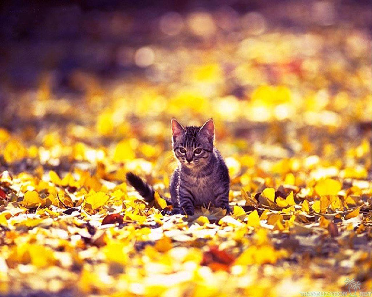 Fall Cat Wallpapers