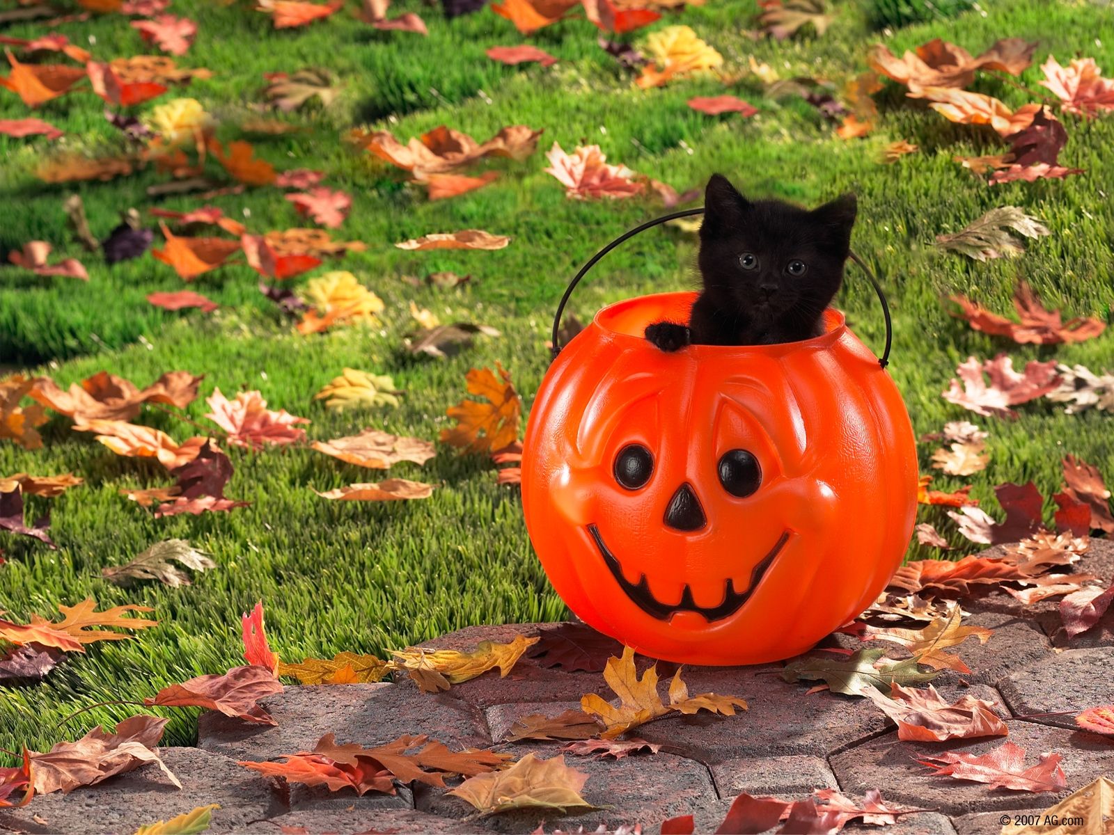 Fall Cat Wallpapers