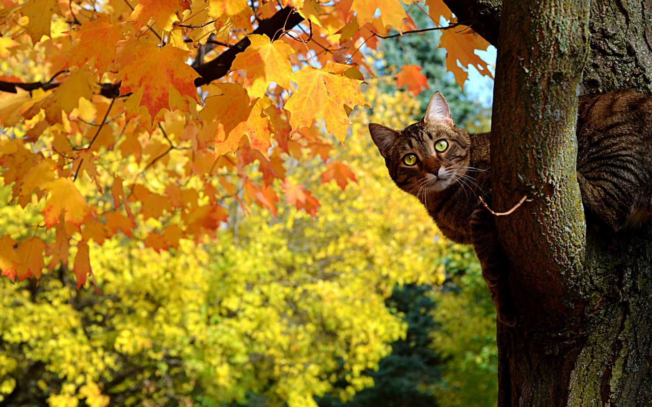 Fall Cat Wallpapers