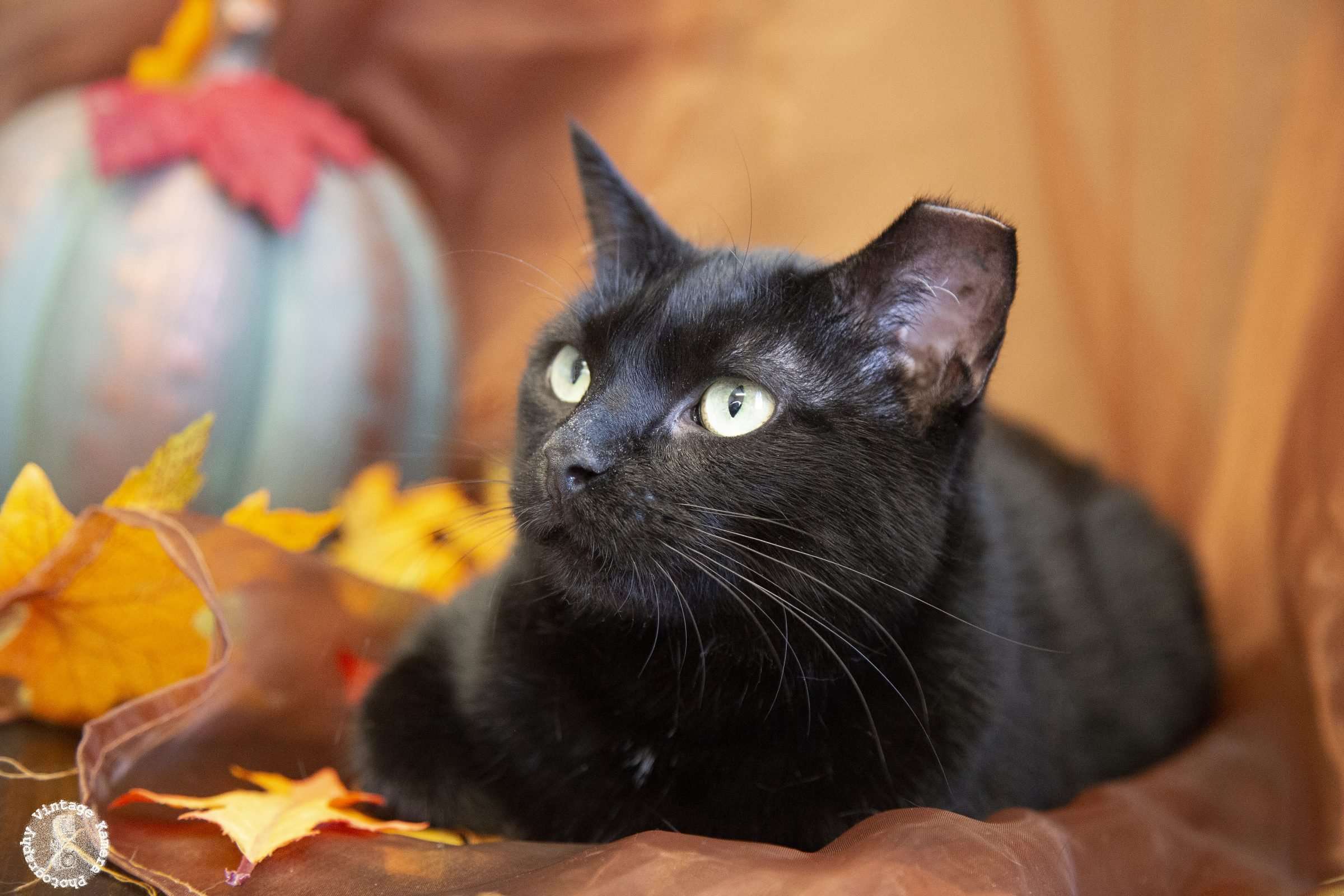 Fall Cat Wallpapers