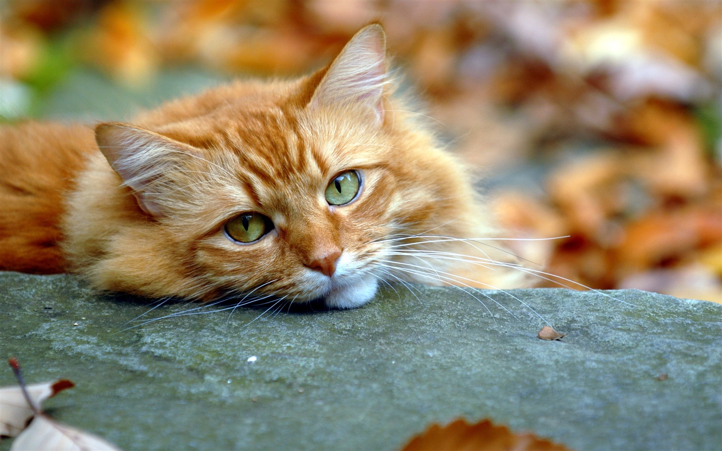 Fall Cat Wallpapers