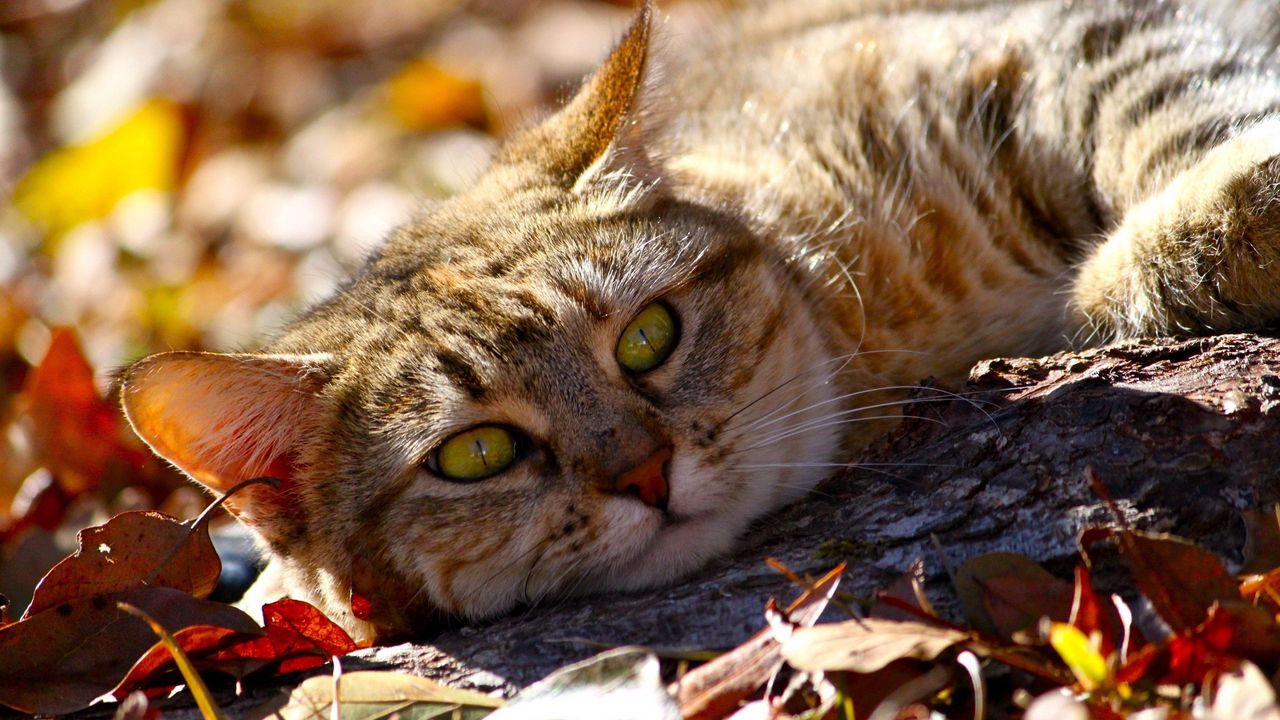 Fall Cat Wallpapers