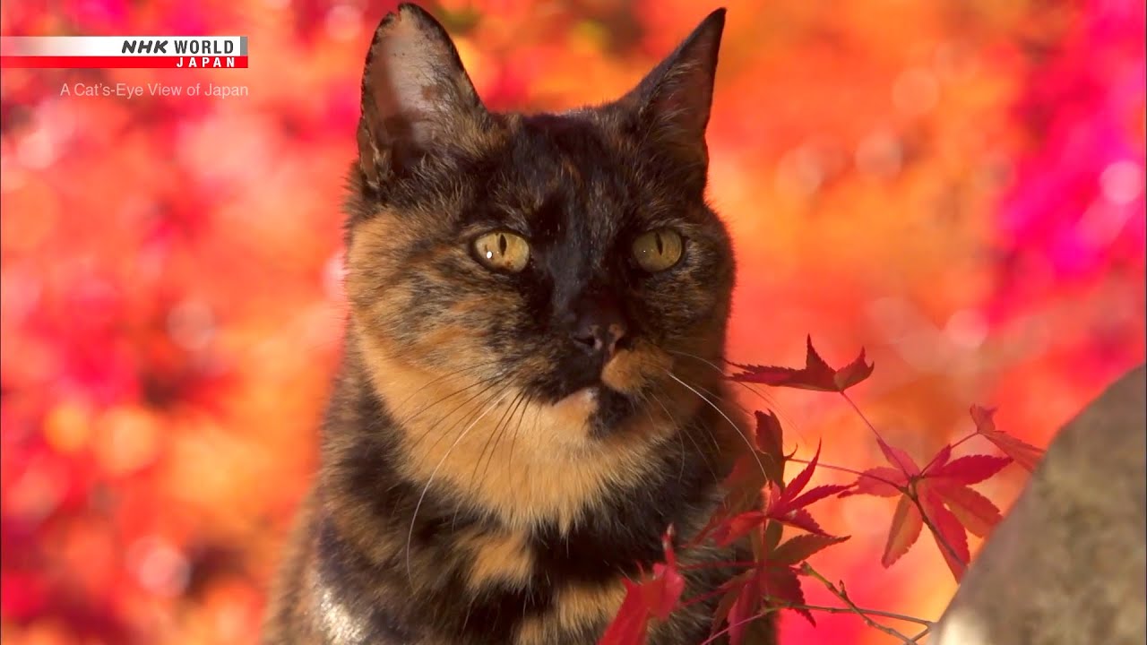 Fall Cat Wallpapers