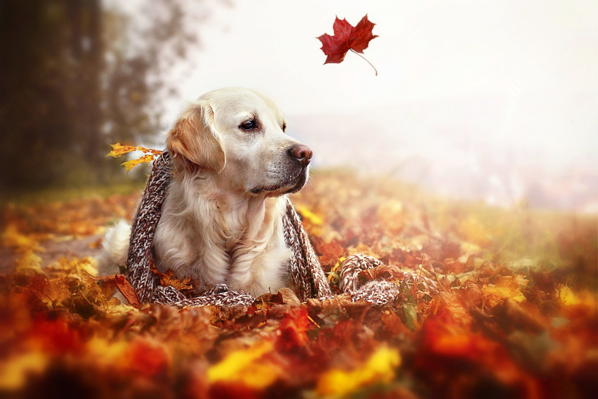Fall Dog Wallpapers