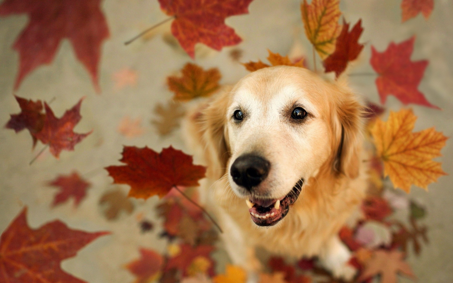 Fall Dog Wallpapers