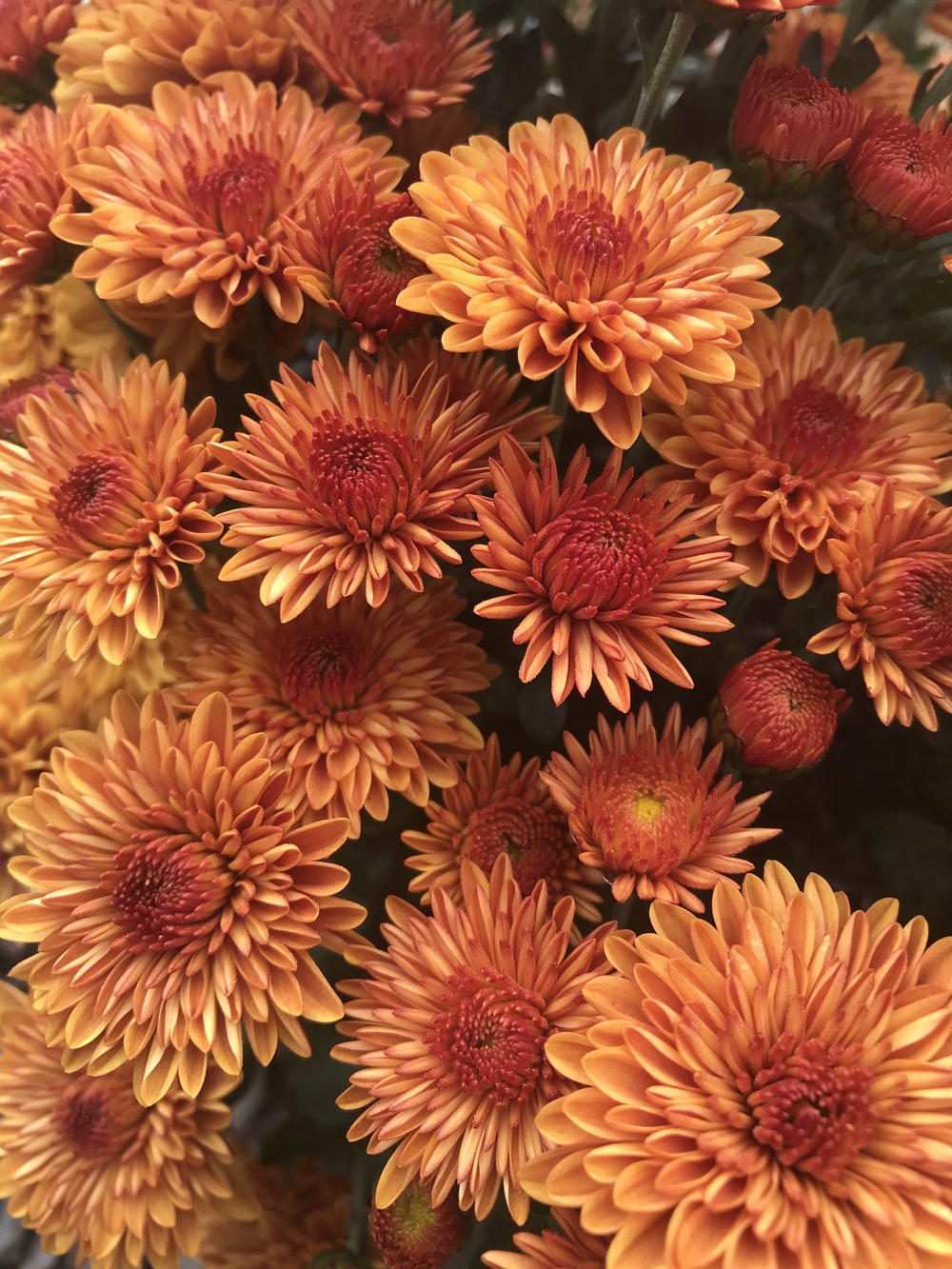 Fall Flowers Wallpapers