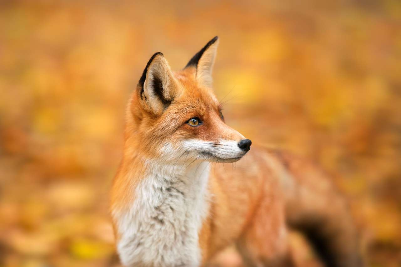 Fall Fox Wallpapers