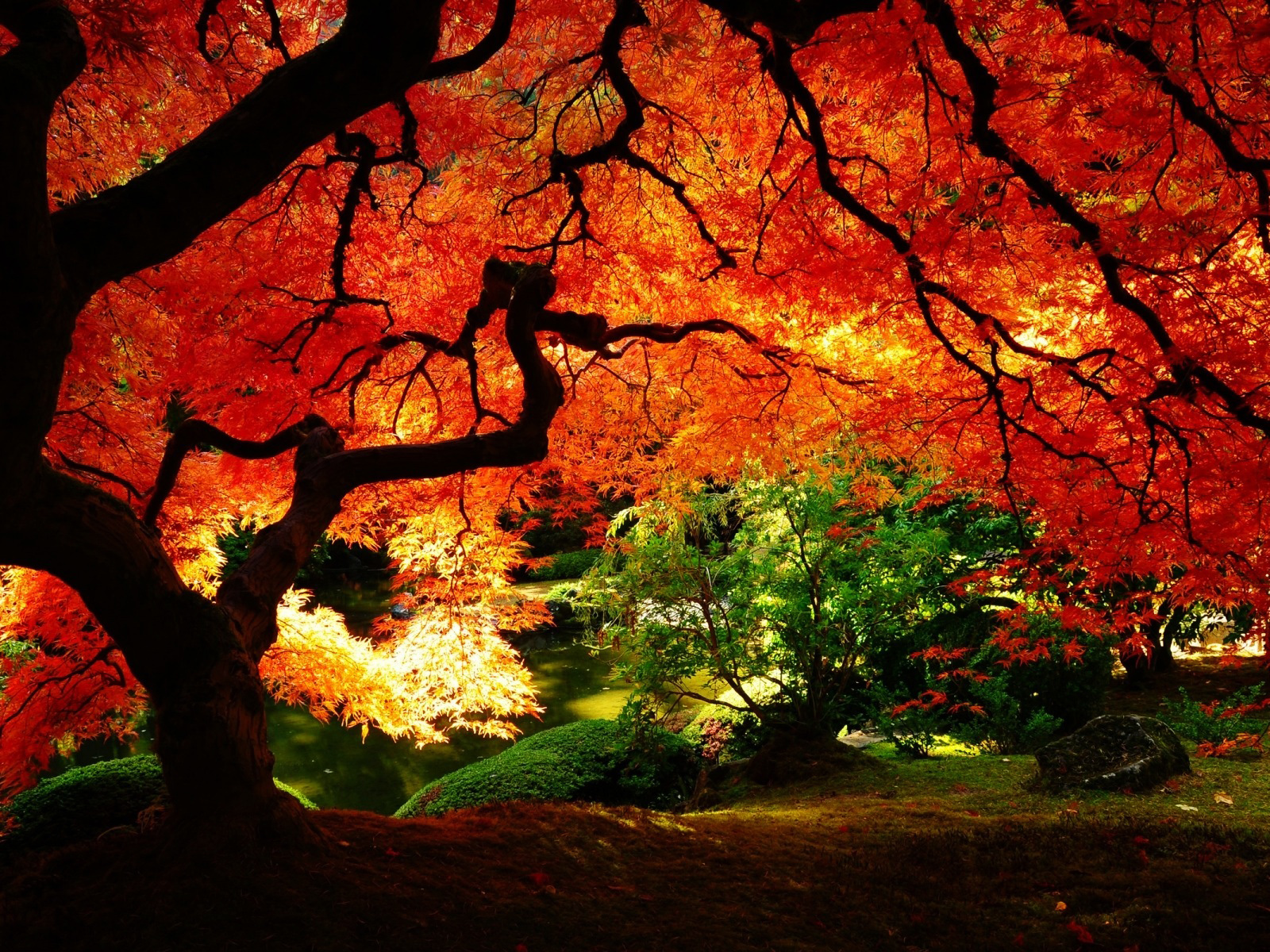 Fall Leaves Hd Wallpapers