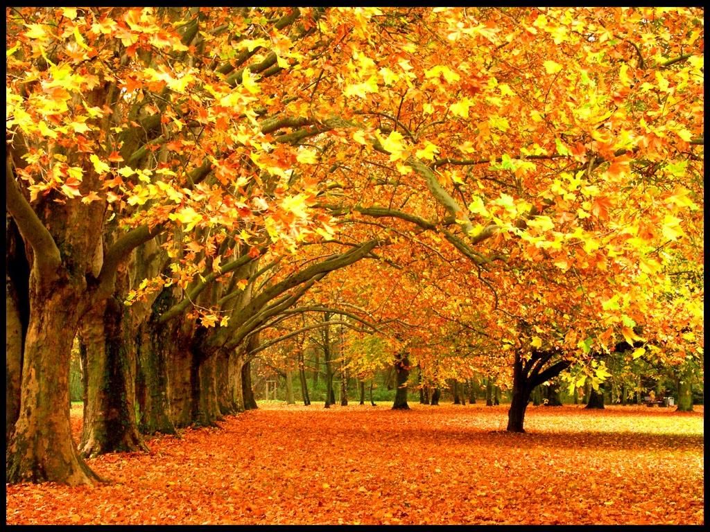 Fall Nature Pictures Wallpapers