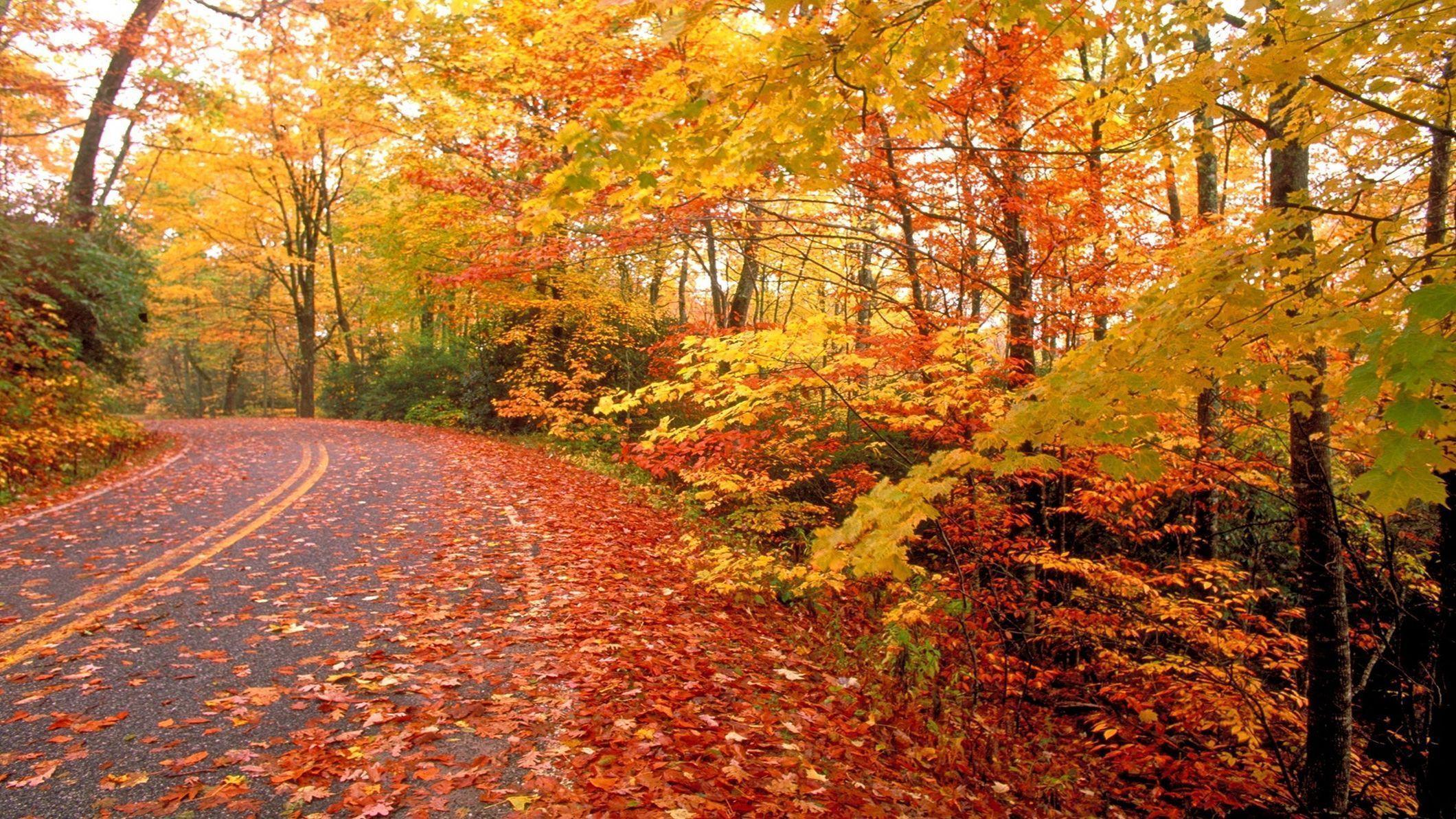 Fall Nature Wallpapers