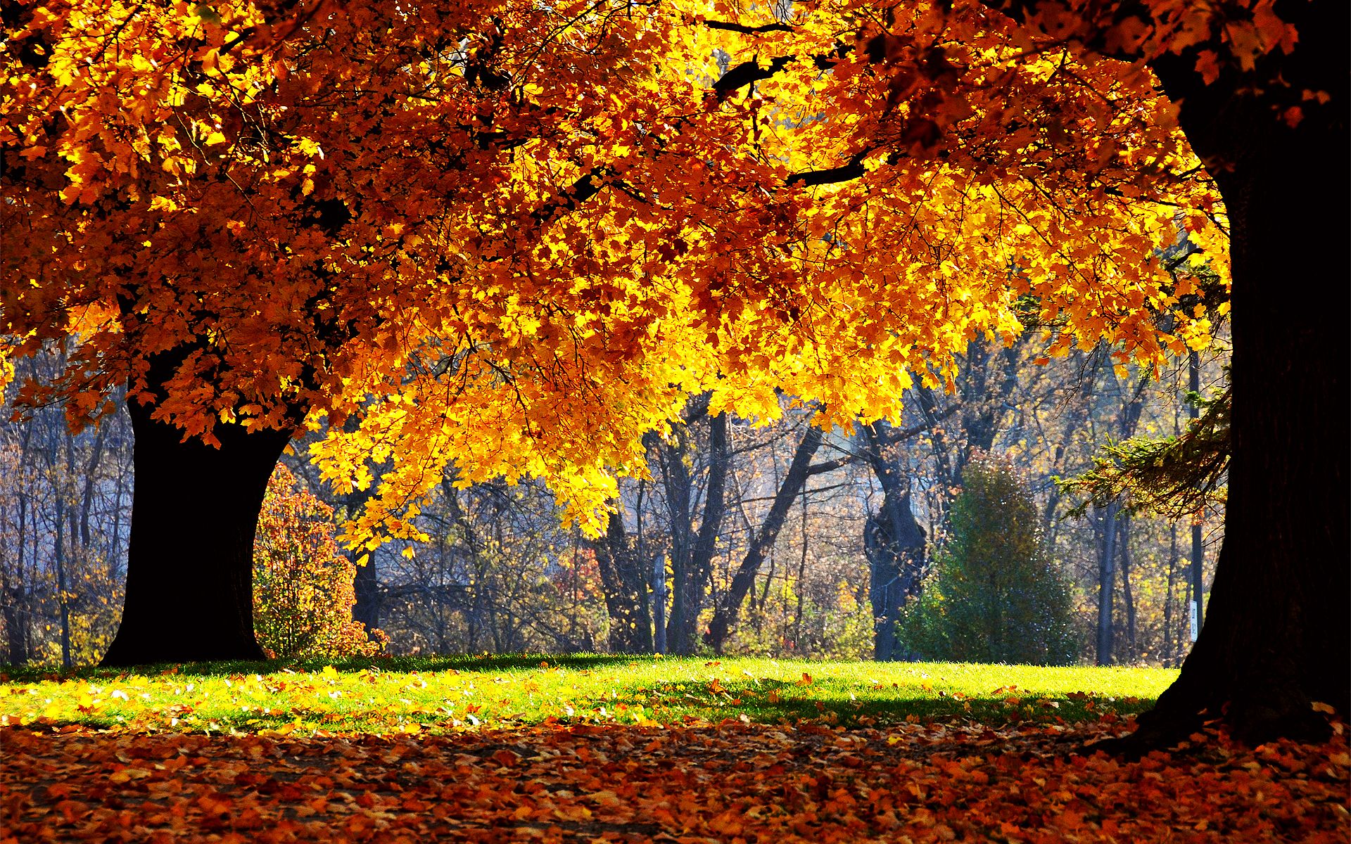 Fall Scenes Wallpapers