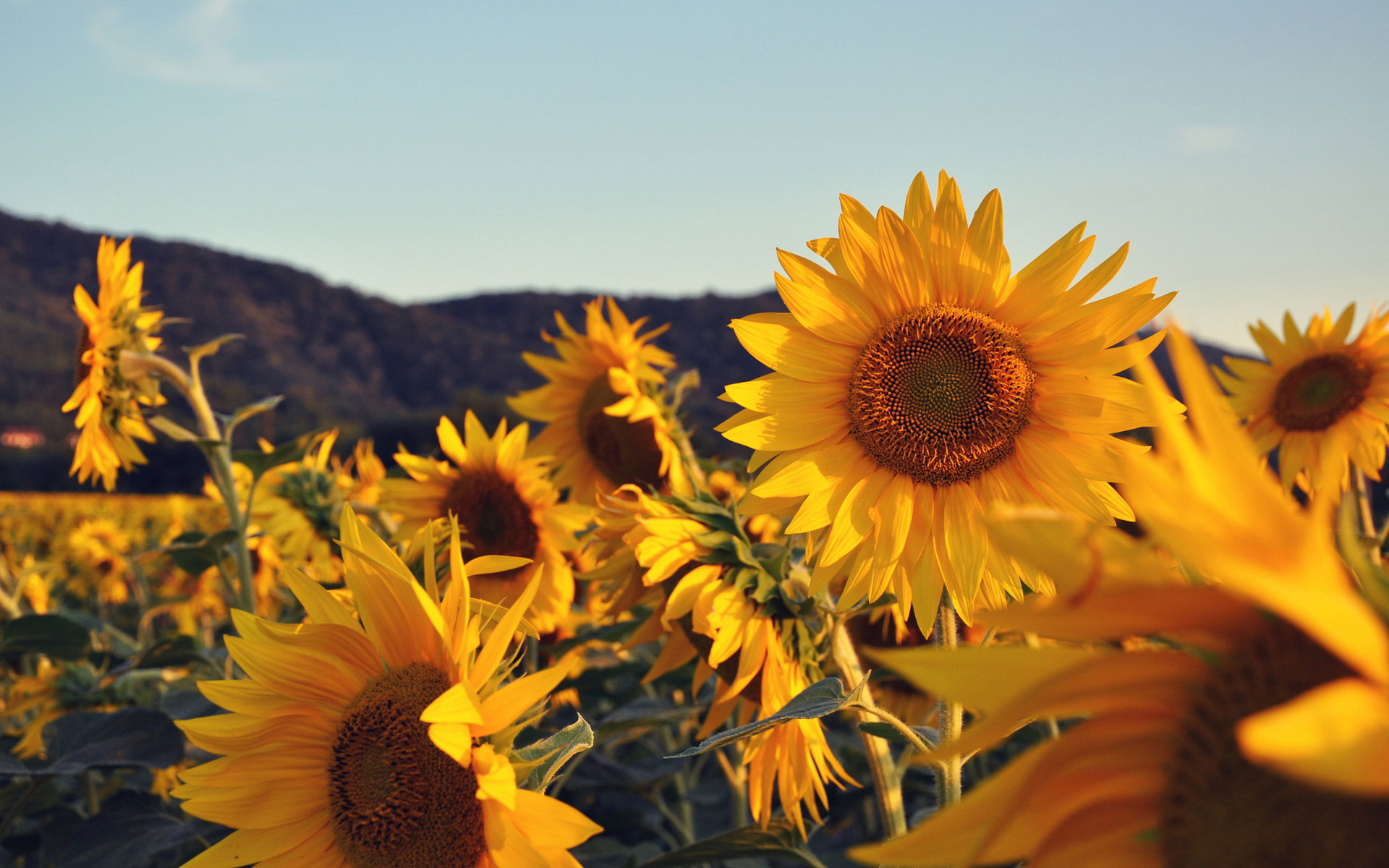 Fall Sunflower Wallpapers