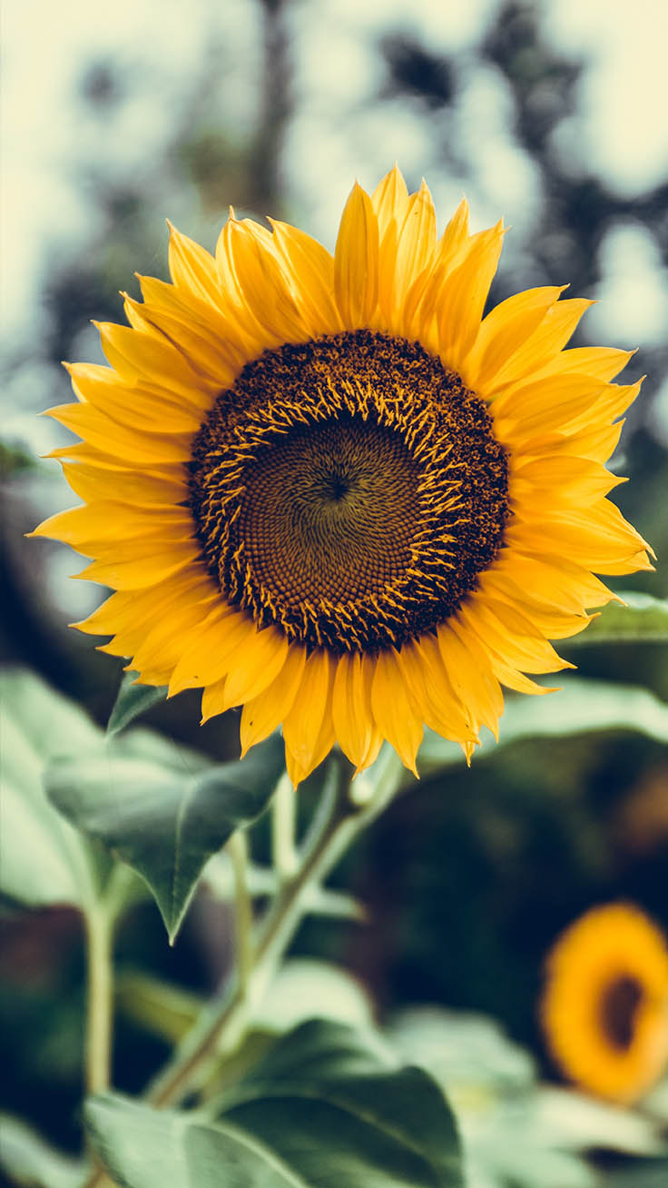 Fall Sunflower Wallpapers