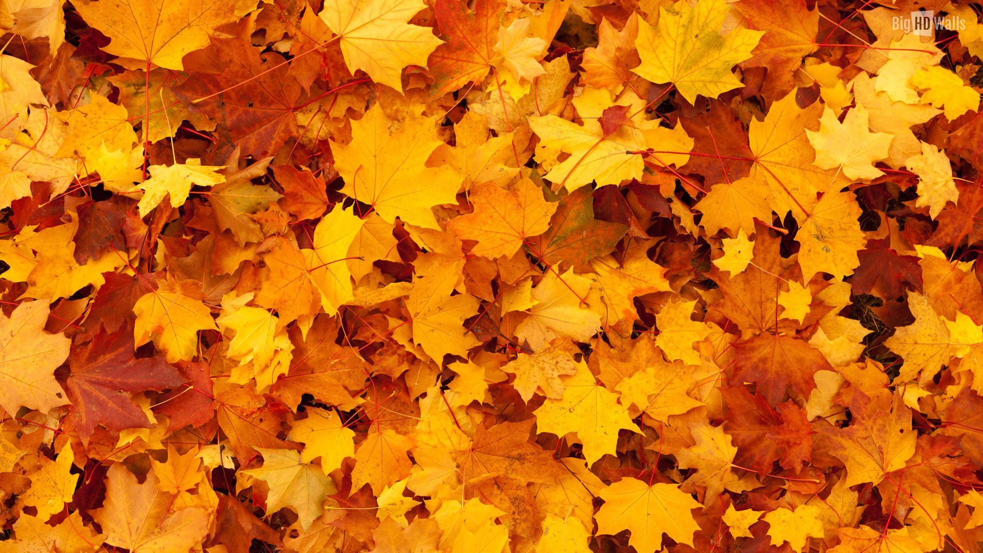 Fall Thanksgiving Wallpapers