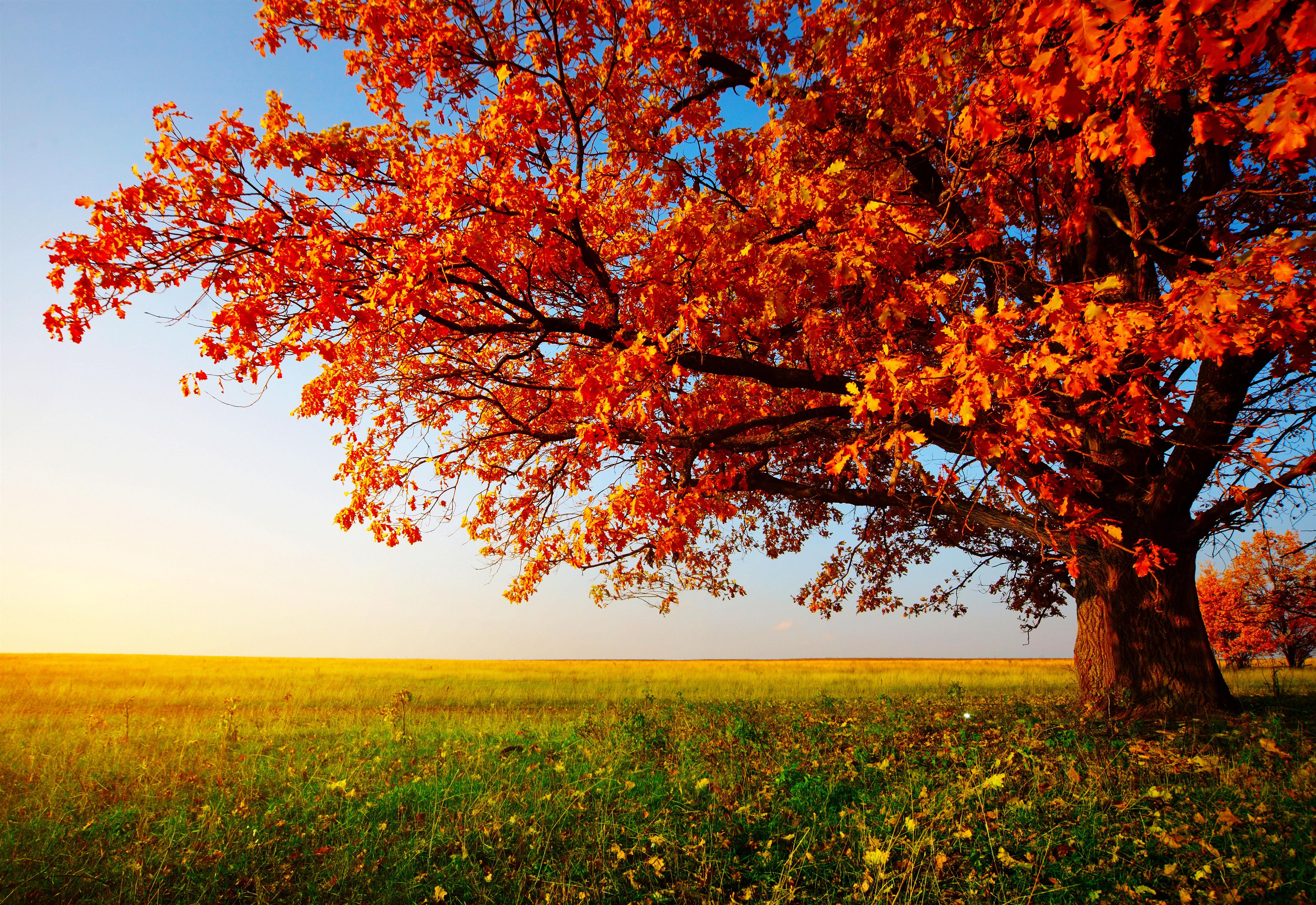 Fall Tree Wallpapers