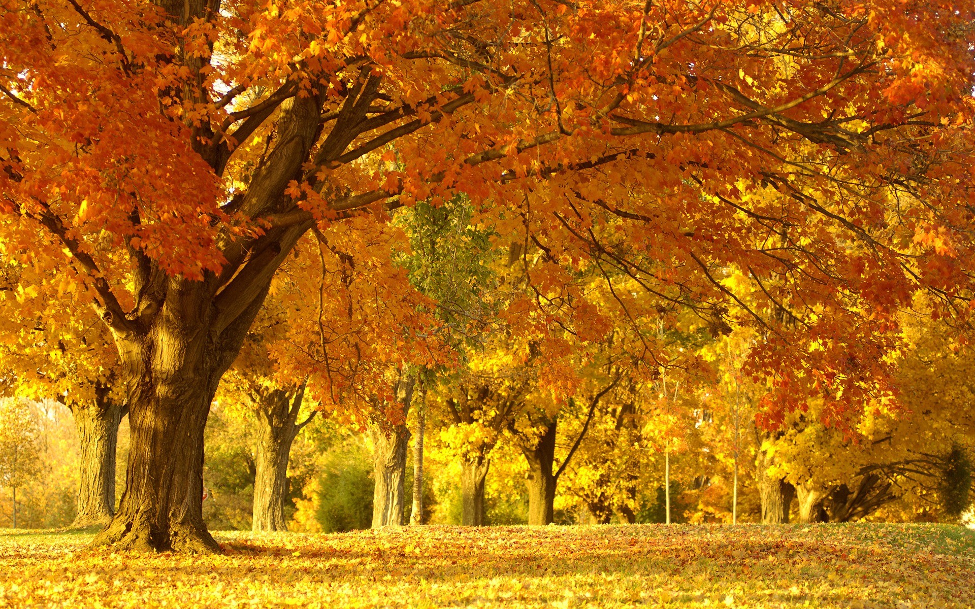 Fall Tree Wallpapers