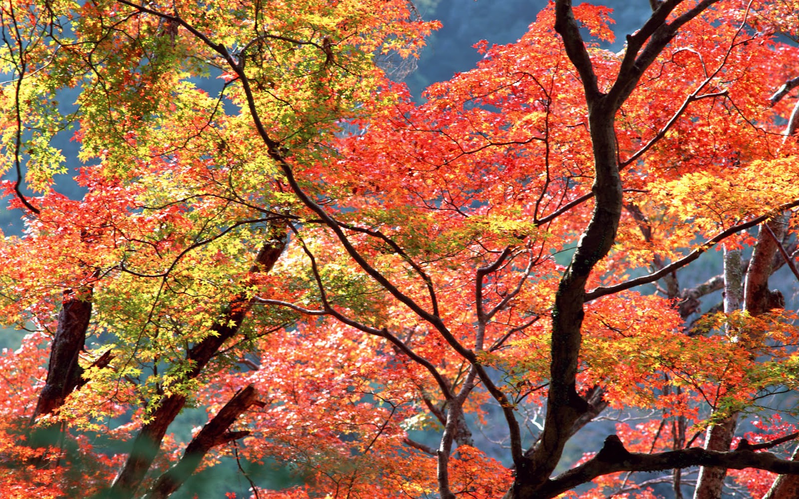 Fall Tree Wallpapers